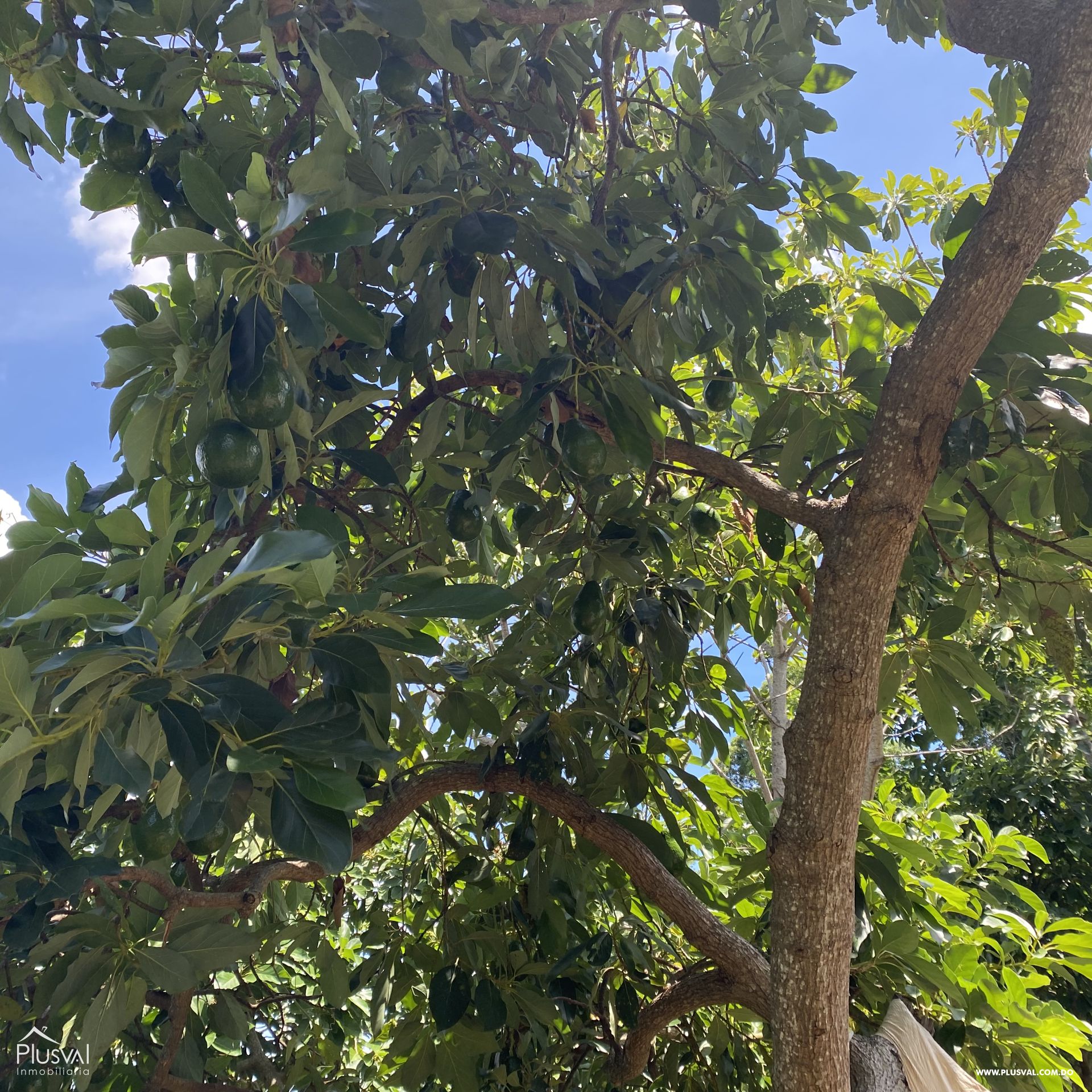 Finca de Aguacates en Producción de Venta 383745