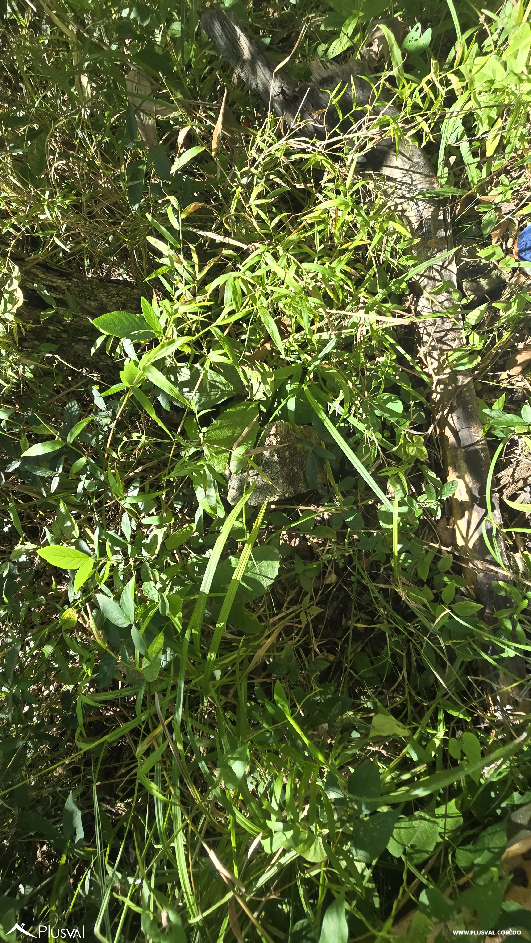 Oportunidad de inversion: Solar en vacacional matua. 485887