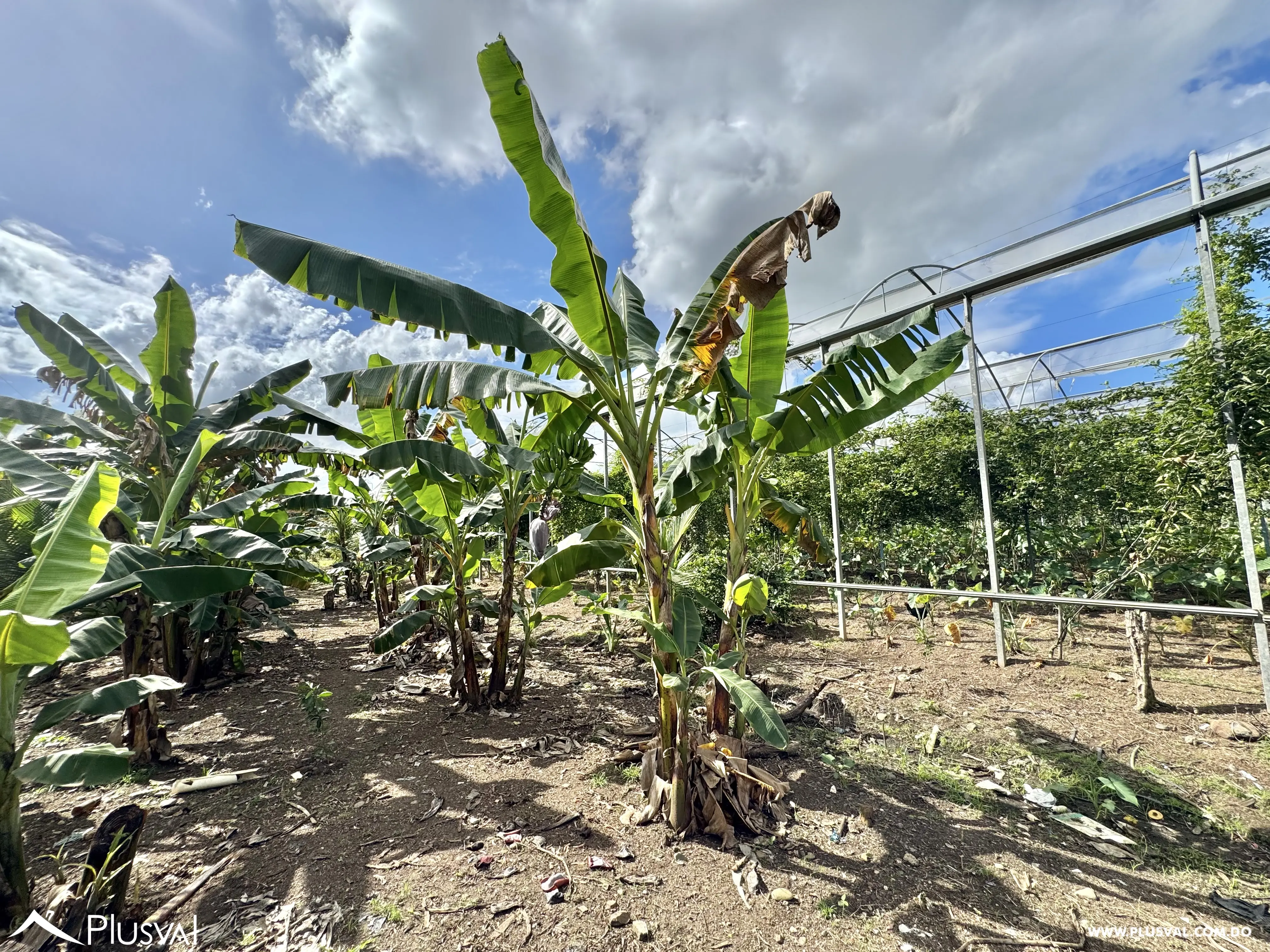 Vendo Maravillosa Finca con Importantes Mejoras en Pedro barnd 479764