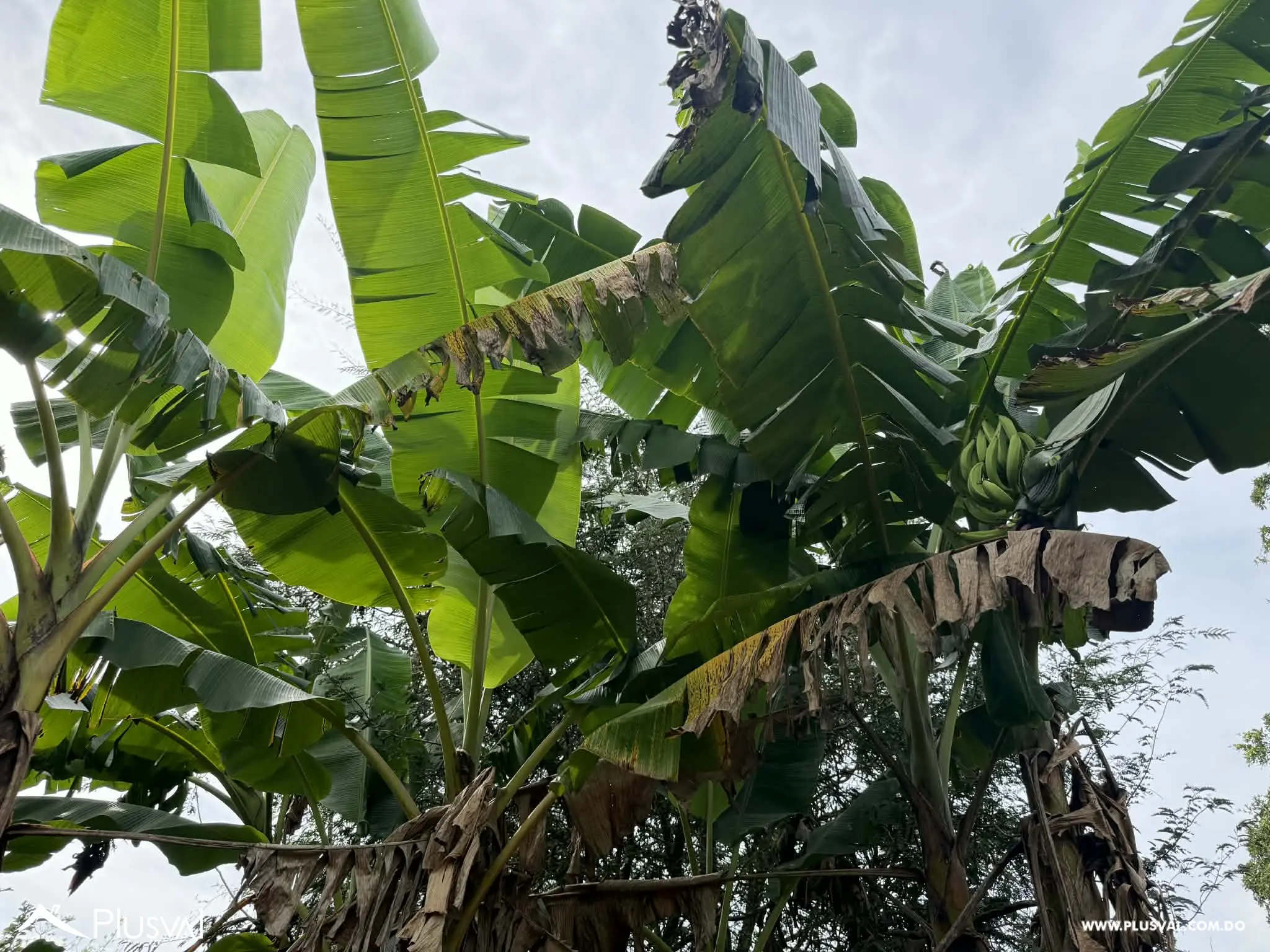 Hermosa Finca en Bonao en venta 496715