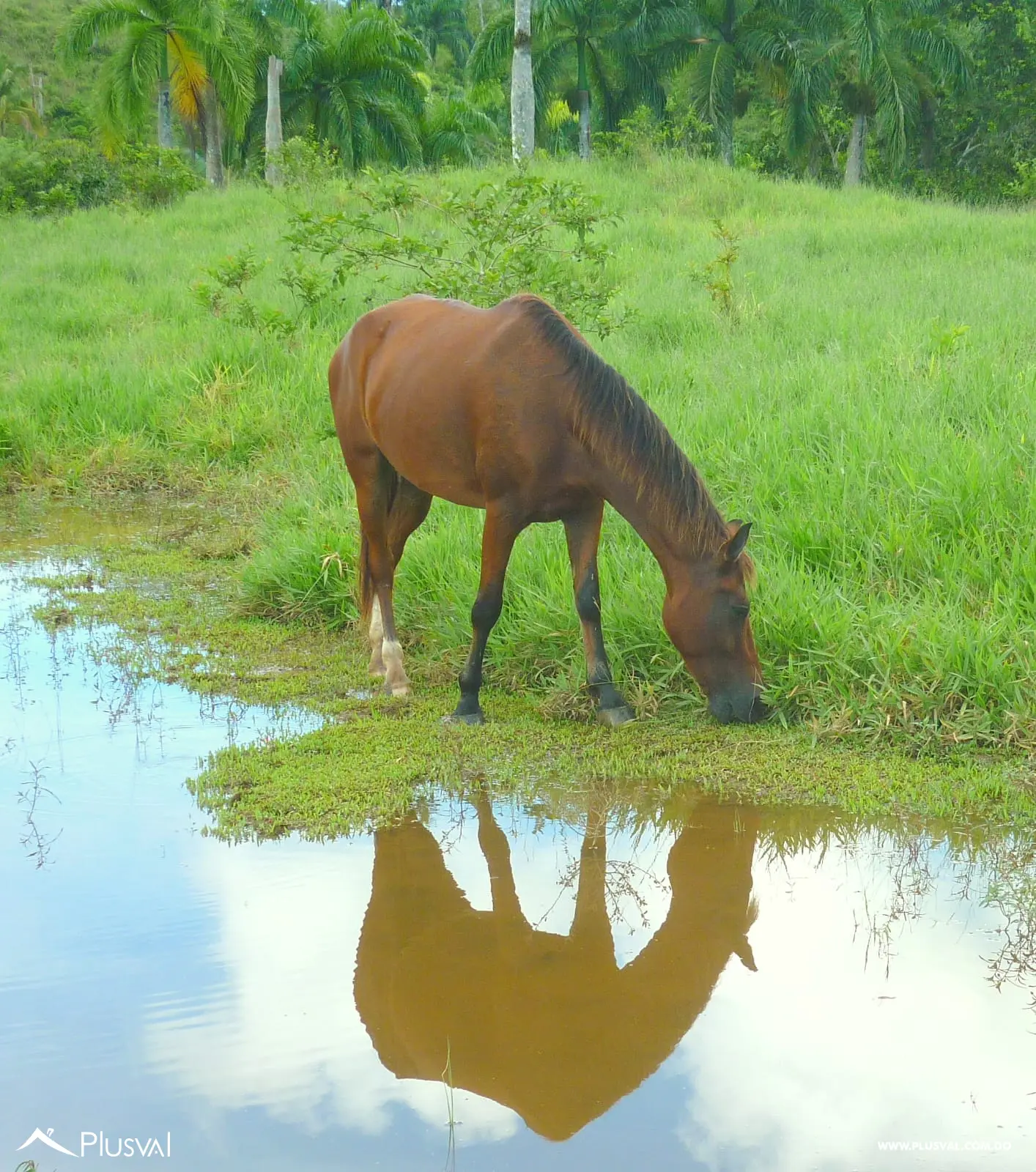 Terreno en Venta en Las Terrenas - Samaná | 190,930 m² Naturaleza y Altitud 463397