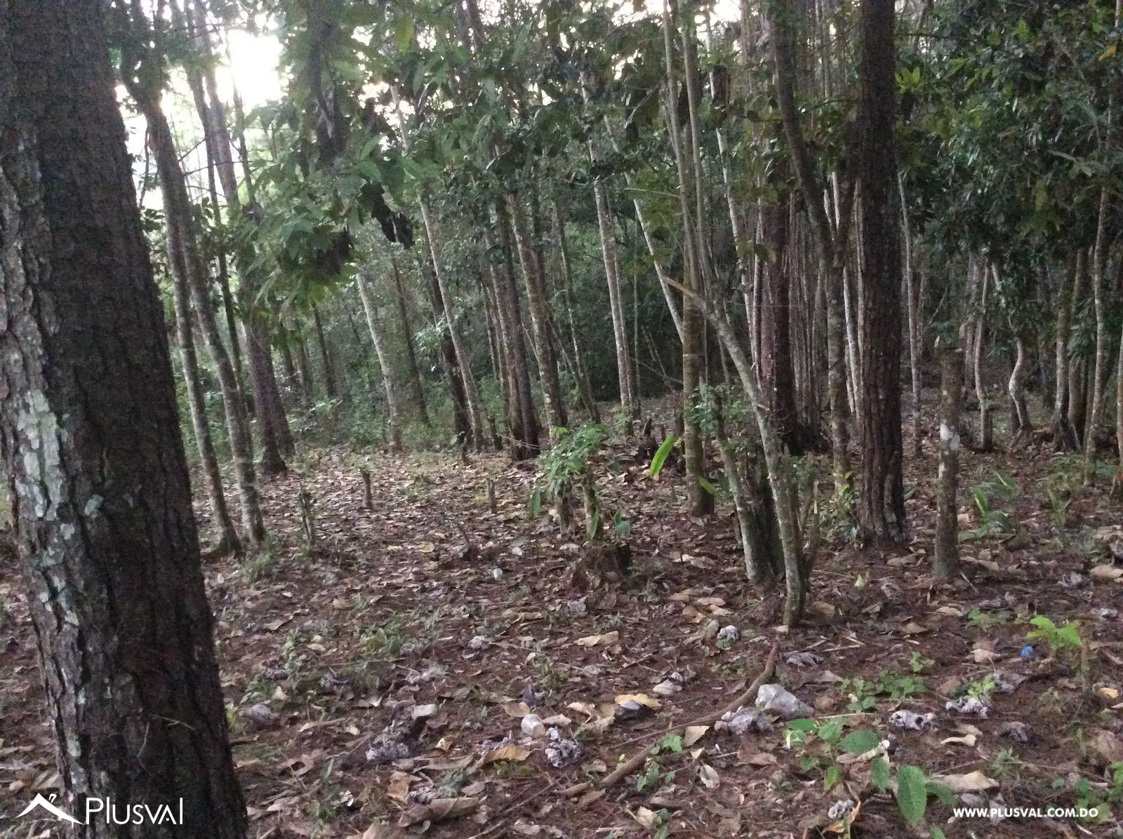 Solar a la venta - Tu refugio natural en Jarabacoa 496445
