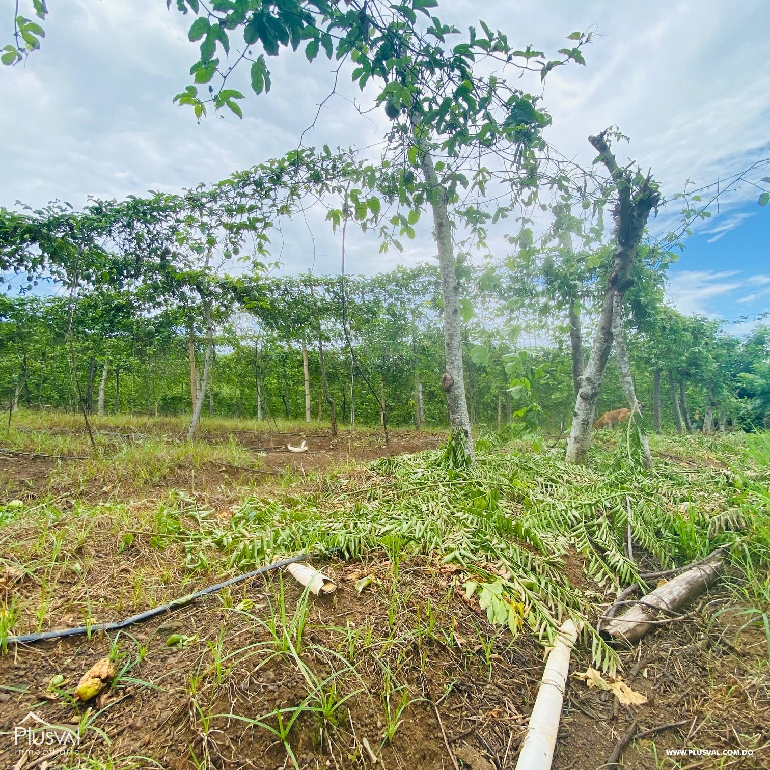 Venta de Finca Agrícola y Minera en Cotuí 232853