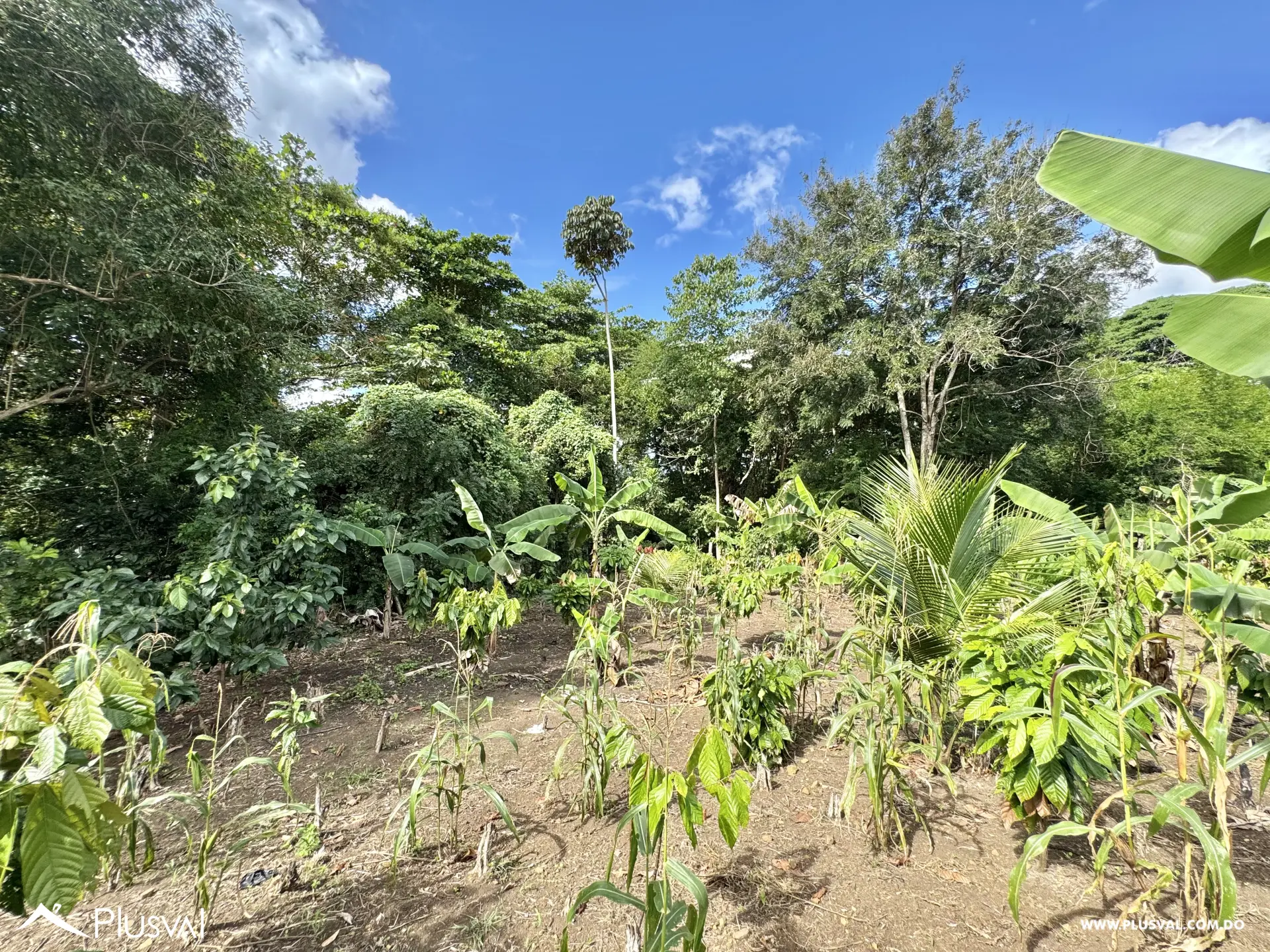 Vendo Maravillosa Finca con Importantes Mejoras en Pedro barnd 479781