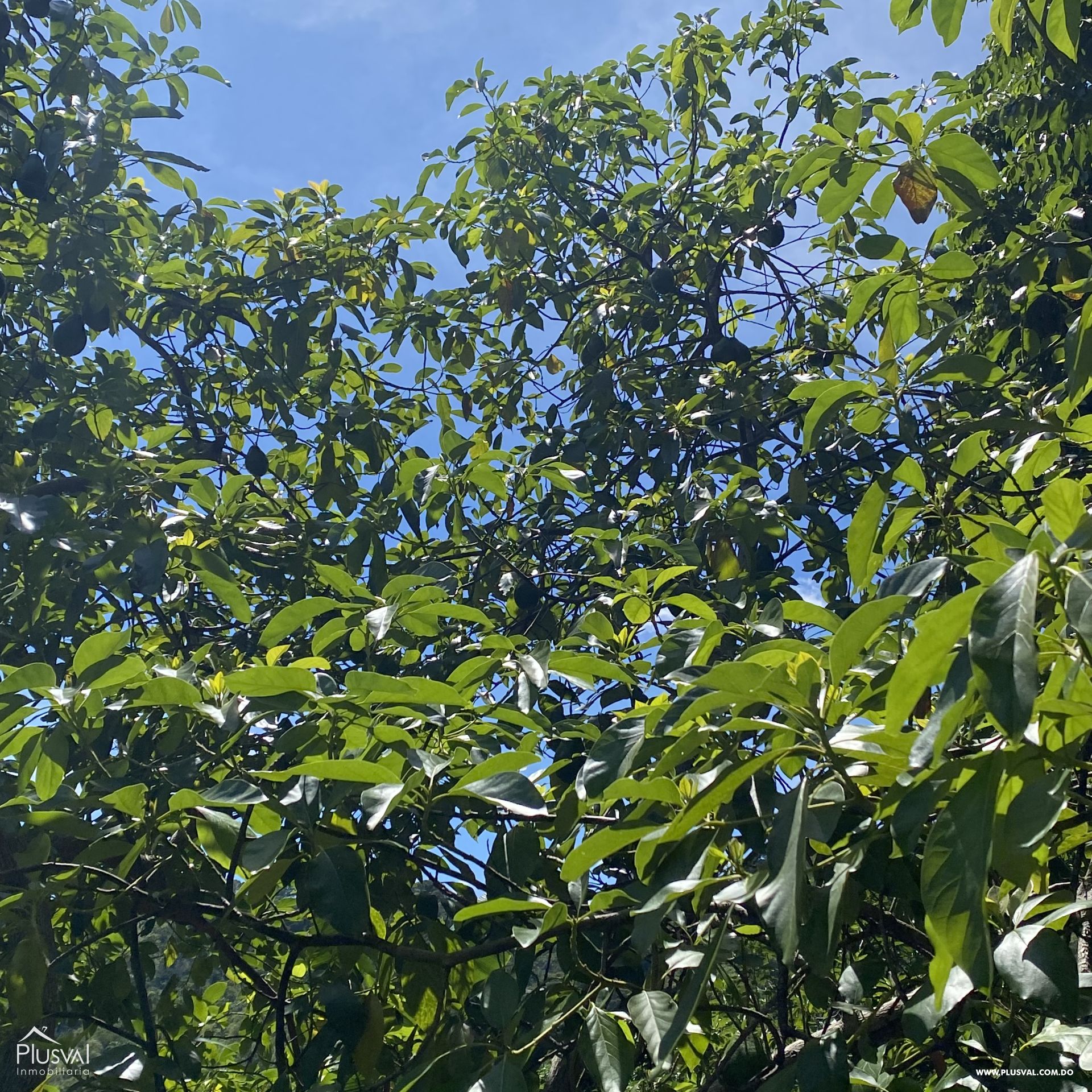 Finca de Aguacates en Producción de Venta 383743