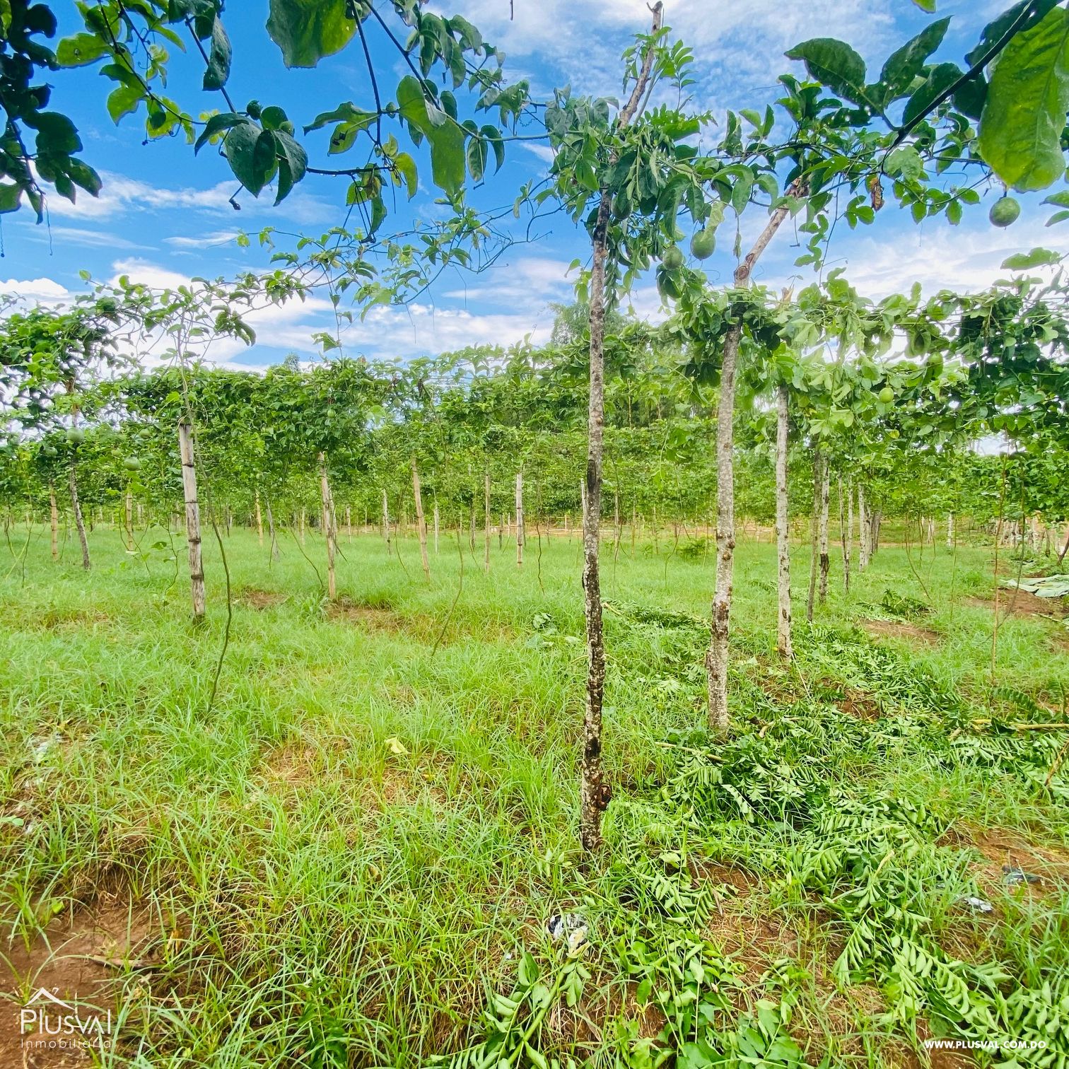 Venta de Finca Forestal en Cevicos Cotuí 232903