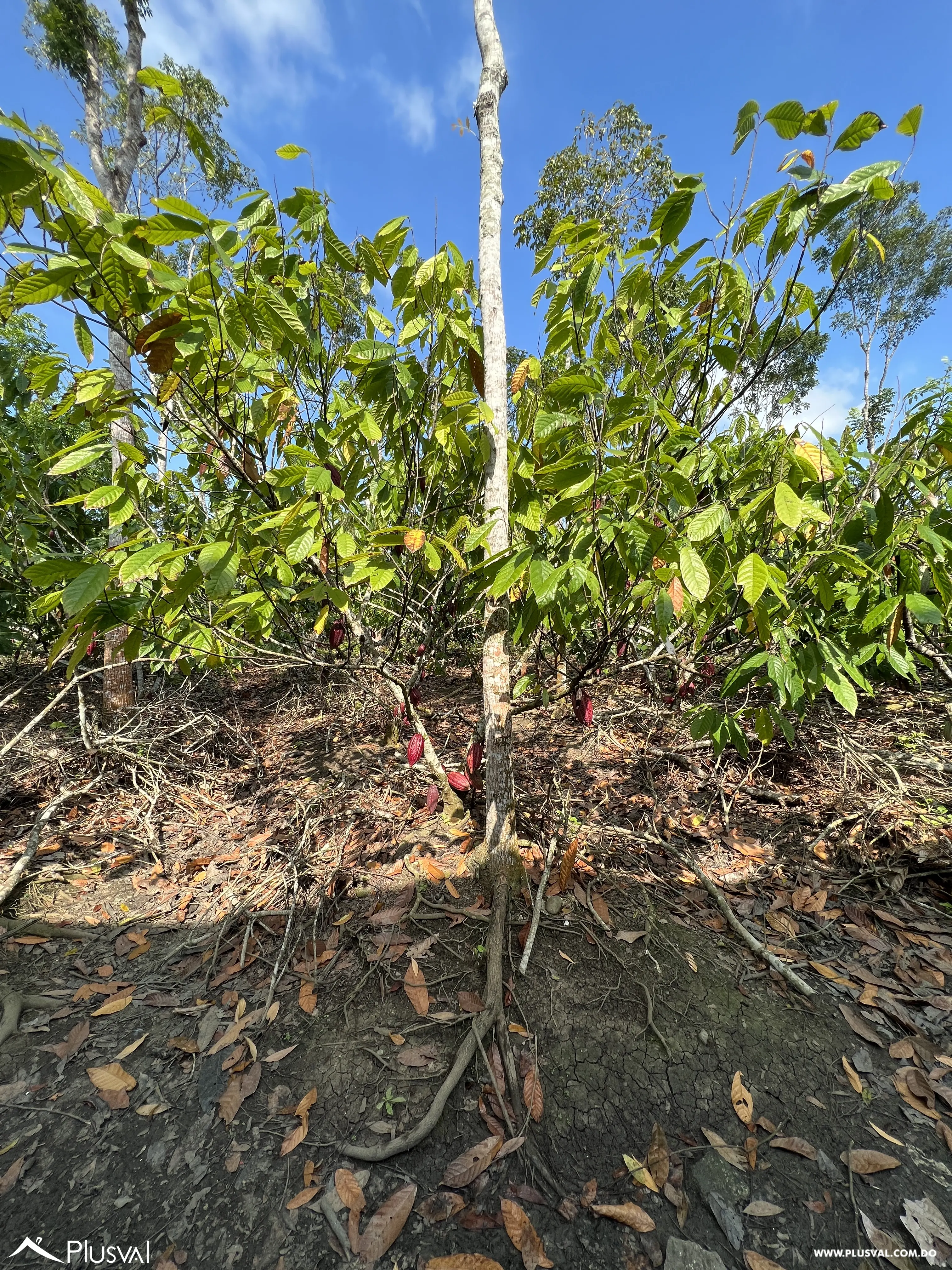 Finca de Cacao Orgánico Certificado en Venta en San Francisco de Macoris 506973