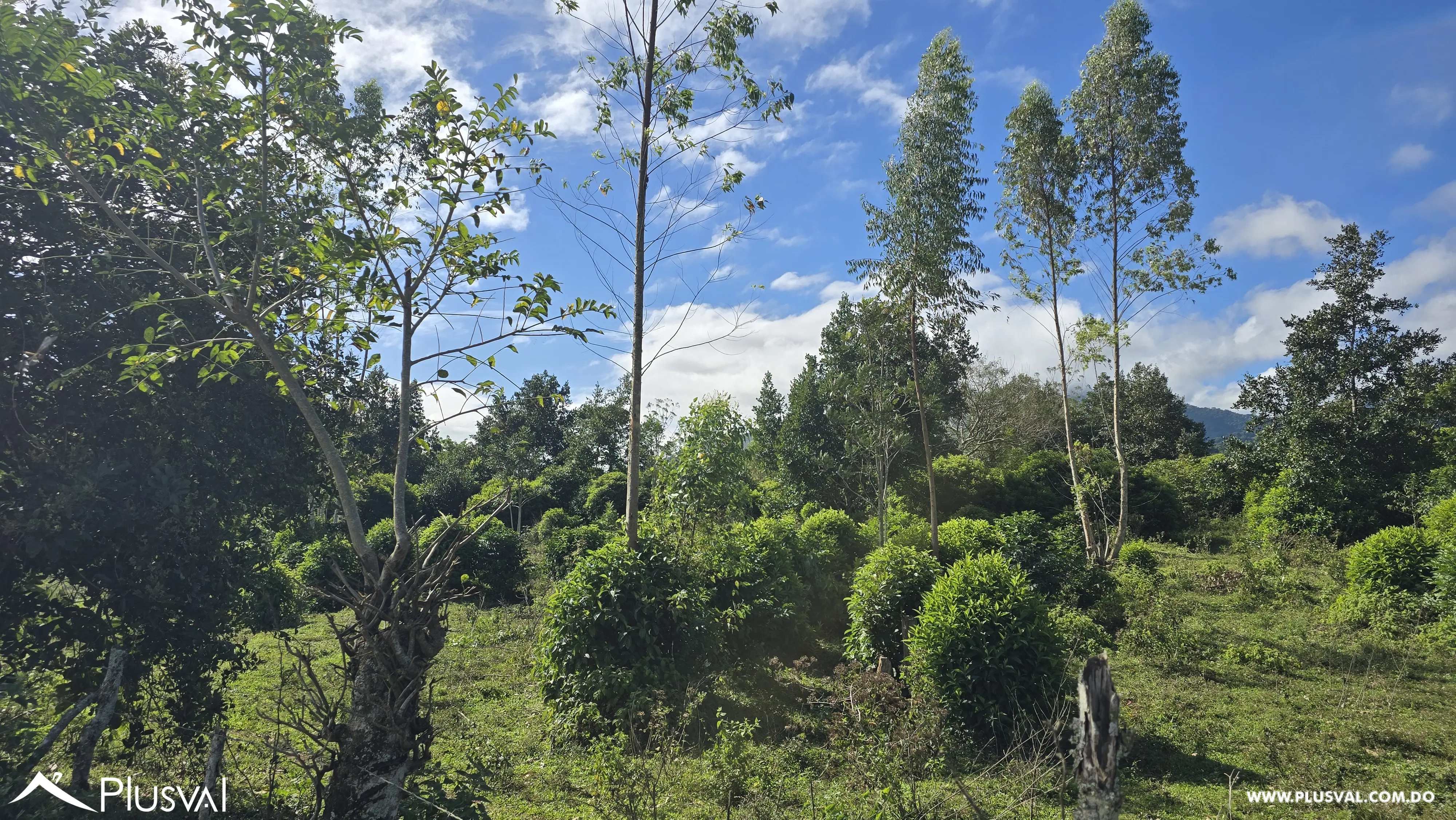 Buscas Solar para construir y cultivar a tan solo 25 minutos de la ciudad, este solar puede ser tuyo 485599