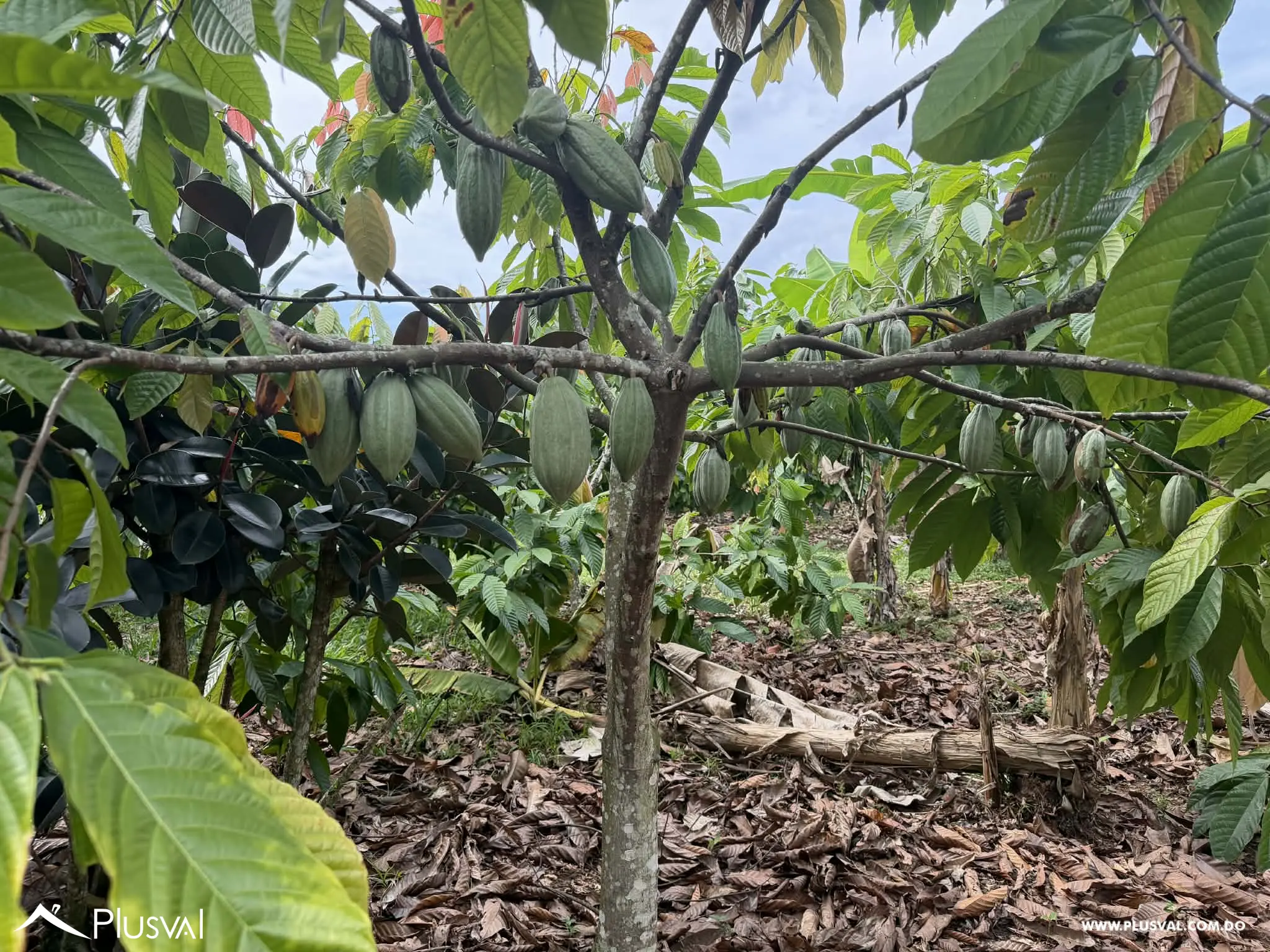 Hermosa Finca en Bonao en venta 496721