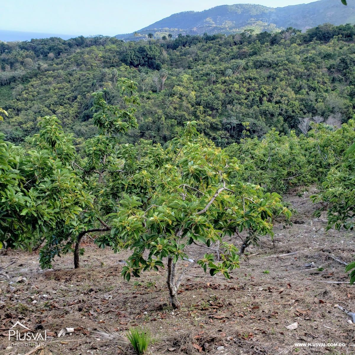 Finca aguacatera en Paraíso, Barahona 282704