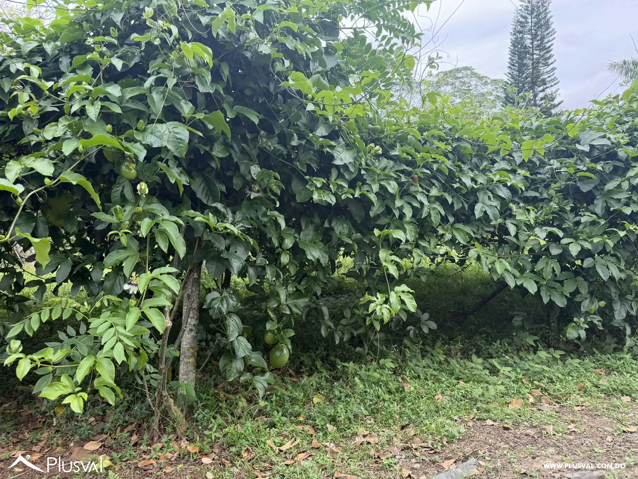 Hermosa Finca en Bonao en venta 496756