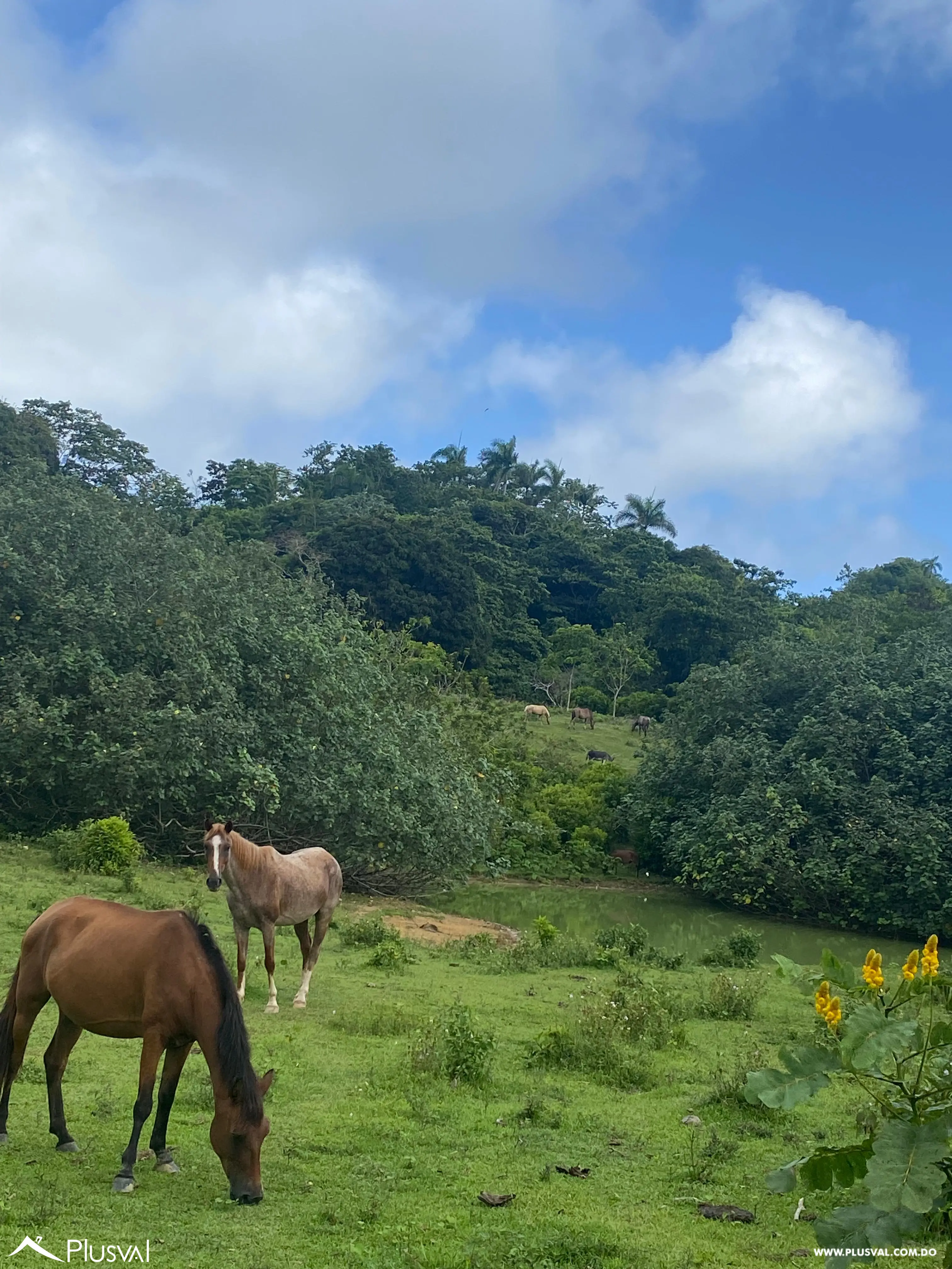 Terreno en Venta en Las Terrenas - Samaná | 190,930 m² Naturaleza y Altitud 463378