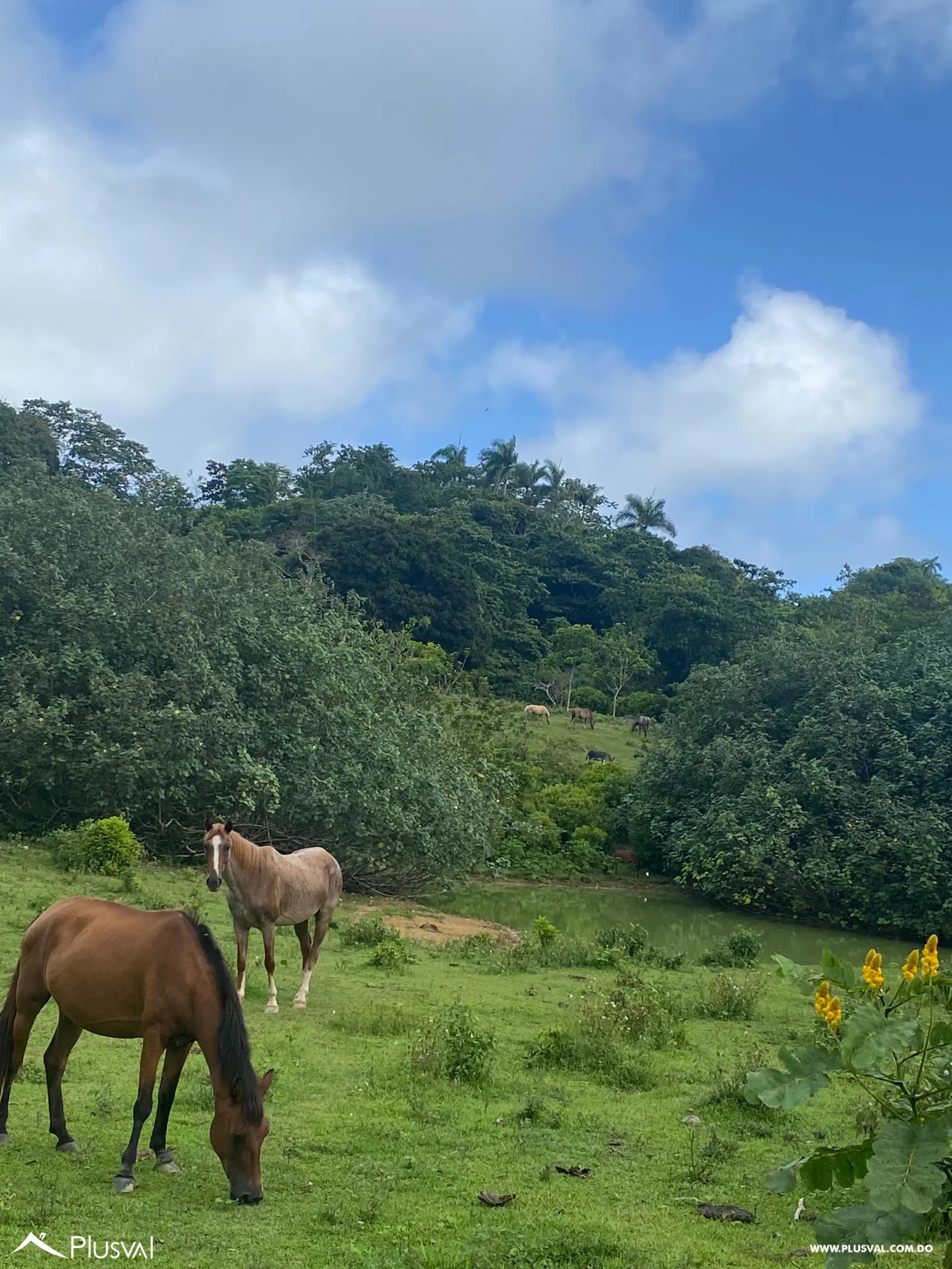 Terreno en Venta en Las Terrenas - Samaná | 190,930 m² Naturaleza y Altitud 463378