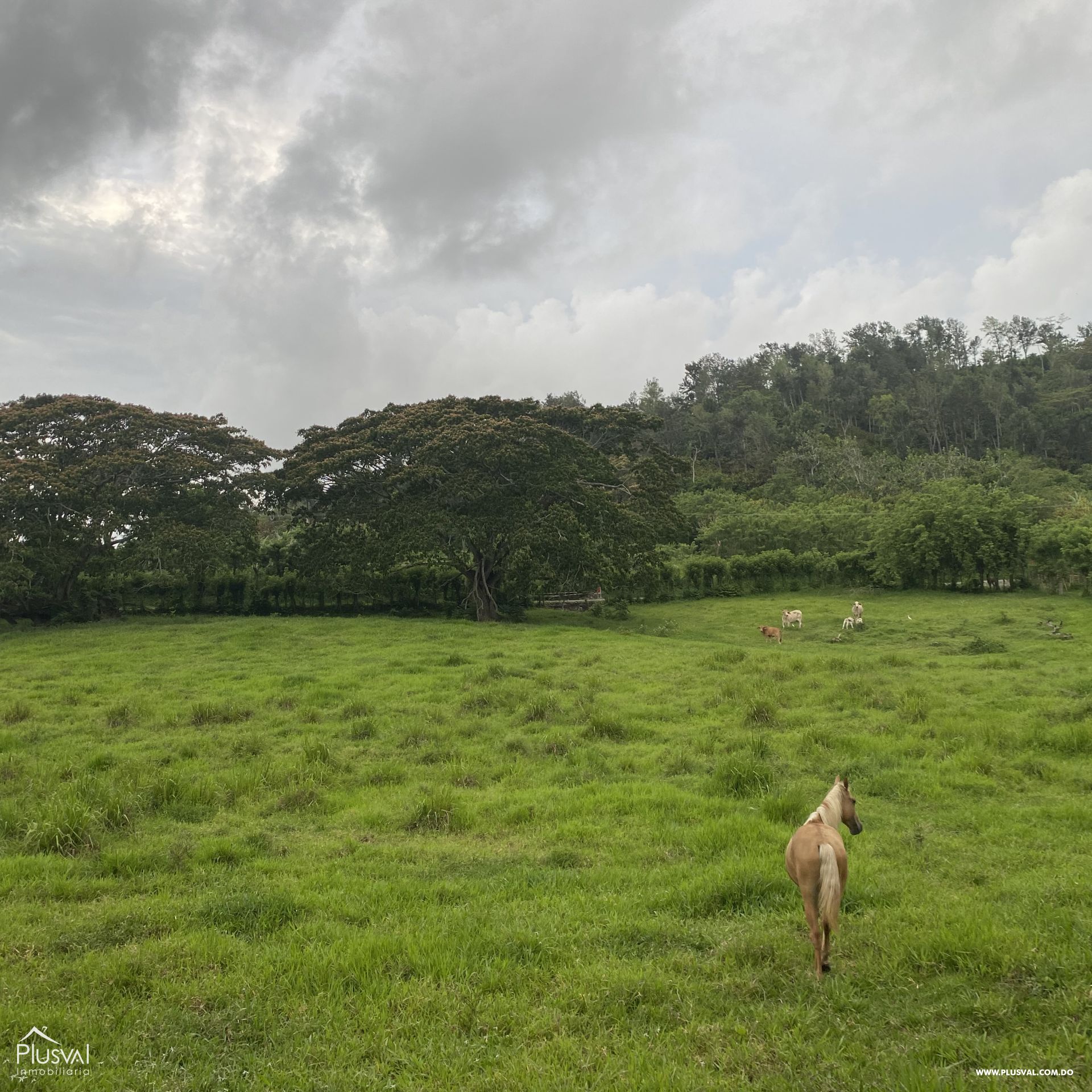 Finca de ganado y cacao en venta en Hato Mayor , Yerba Buena 416011