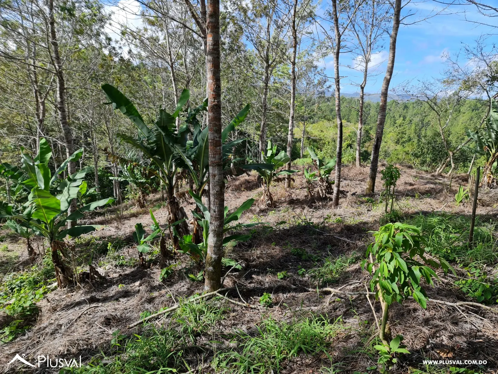 Solares en Constanza - Proyecto de Montaña - Clima Frío y Relajado 483834