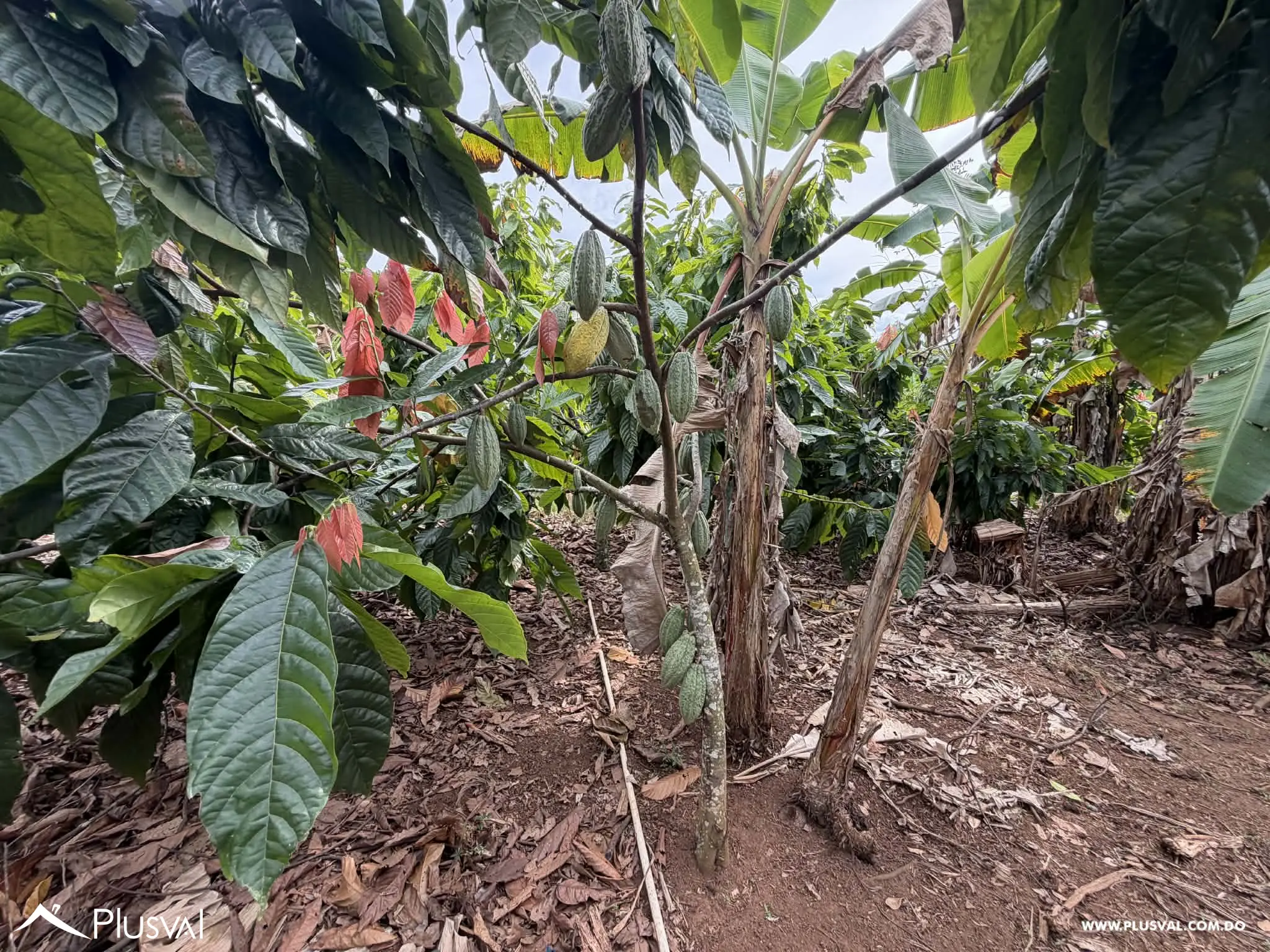 Hermosa Finca en Bonao en venta 496758