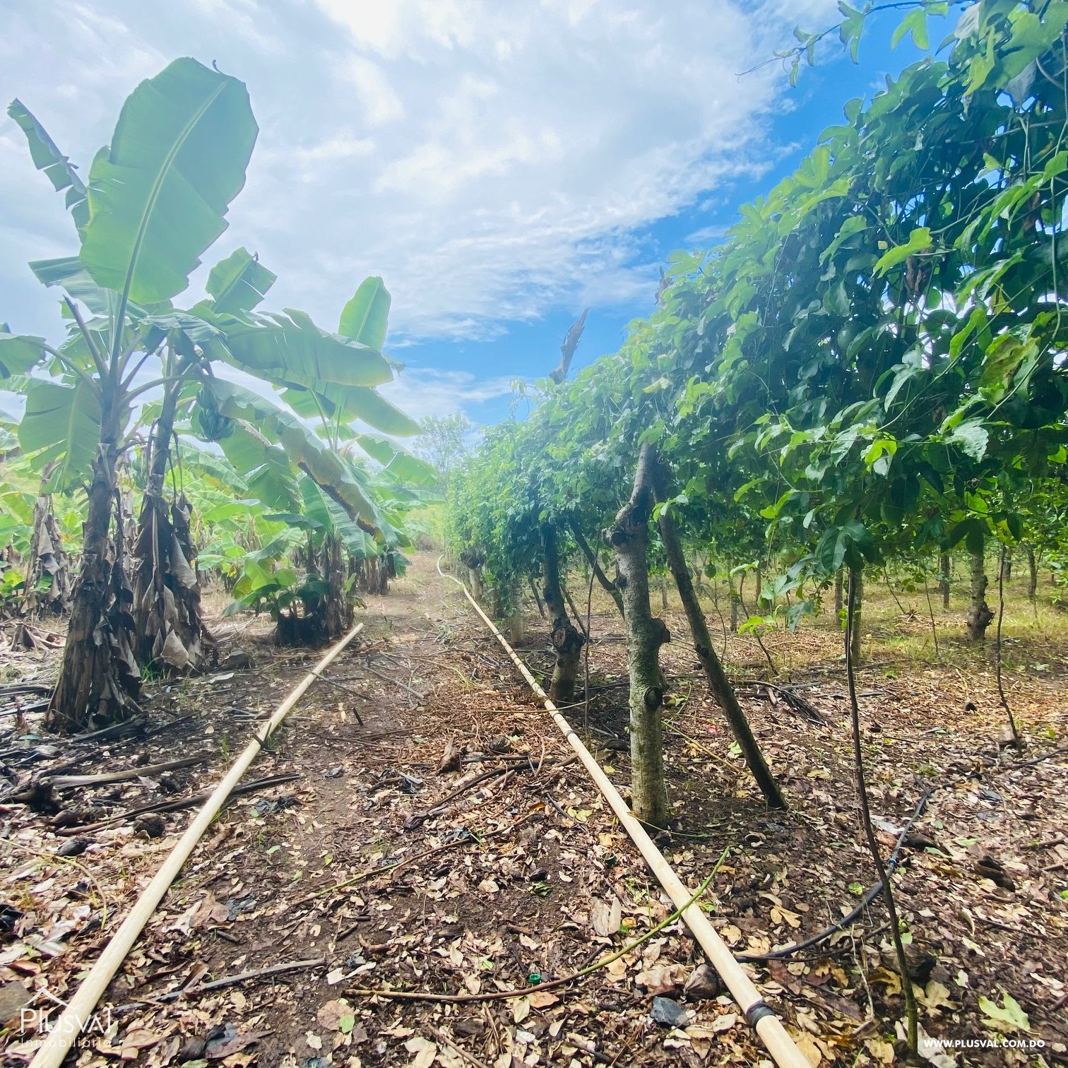 Venta de Finca Agrícola y Minera en Cotuí 232855