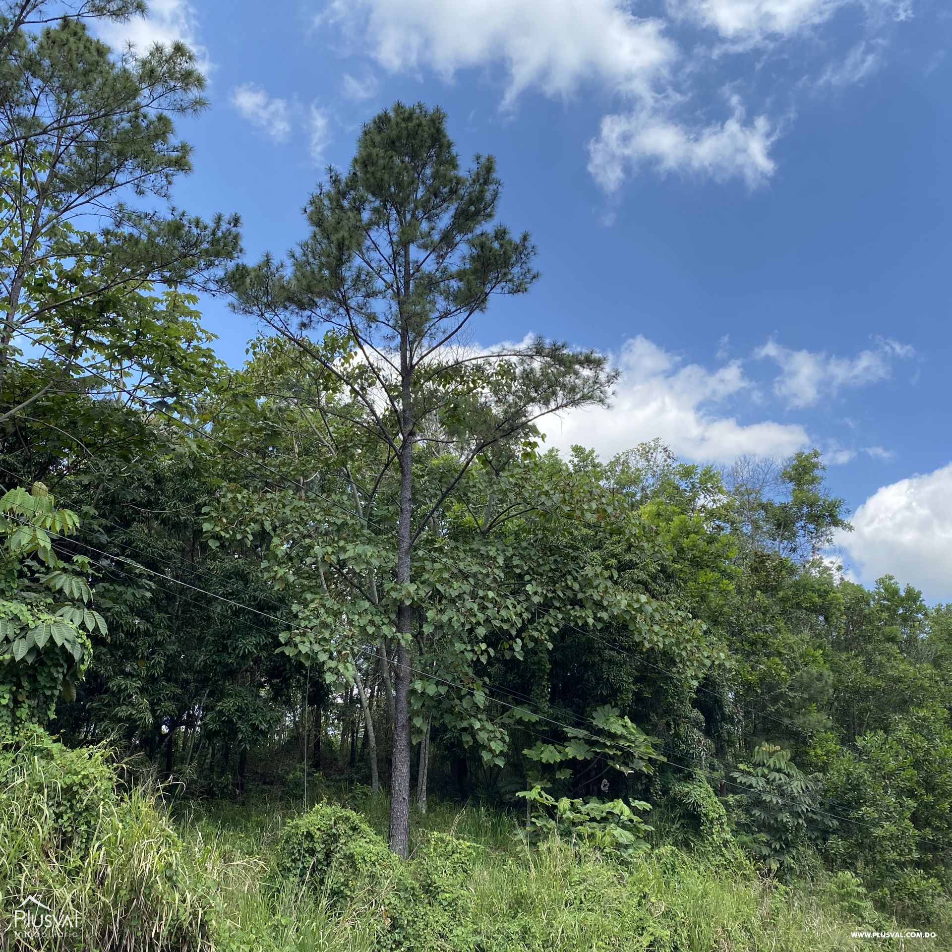 Terreno venta , Carretera La Vega - Jarabacoa 175655