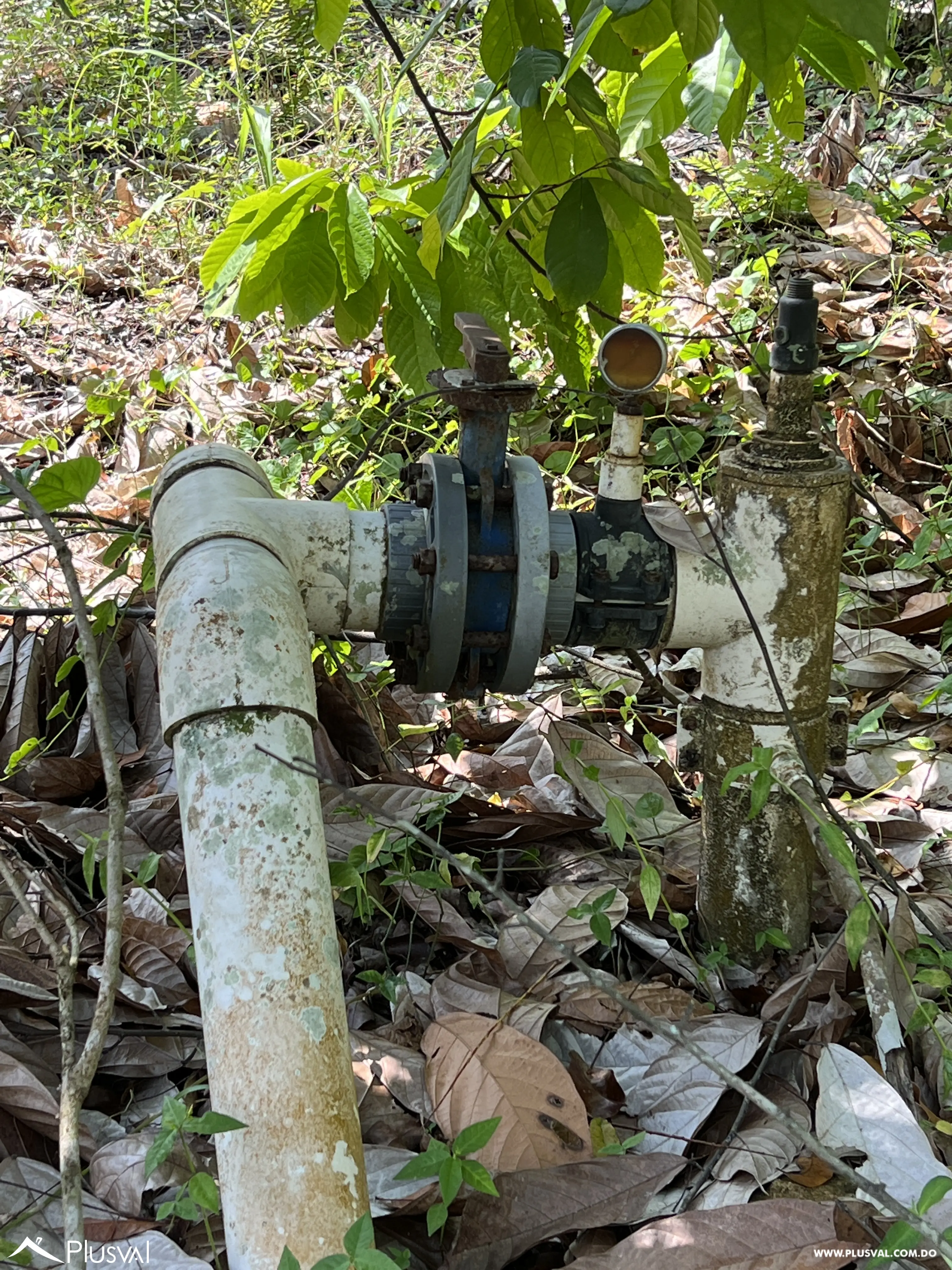 Finca de Cacao Orgánico Certificado en Venta en San Francisco de Macoris 506976
