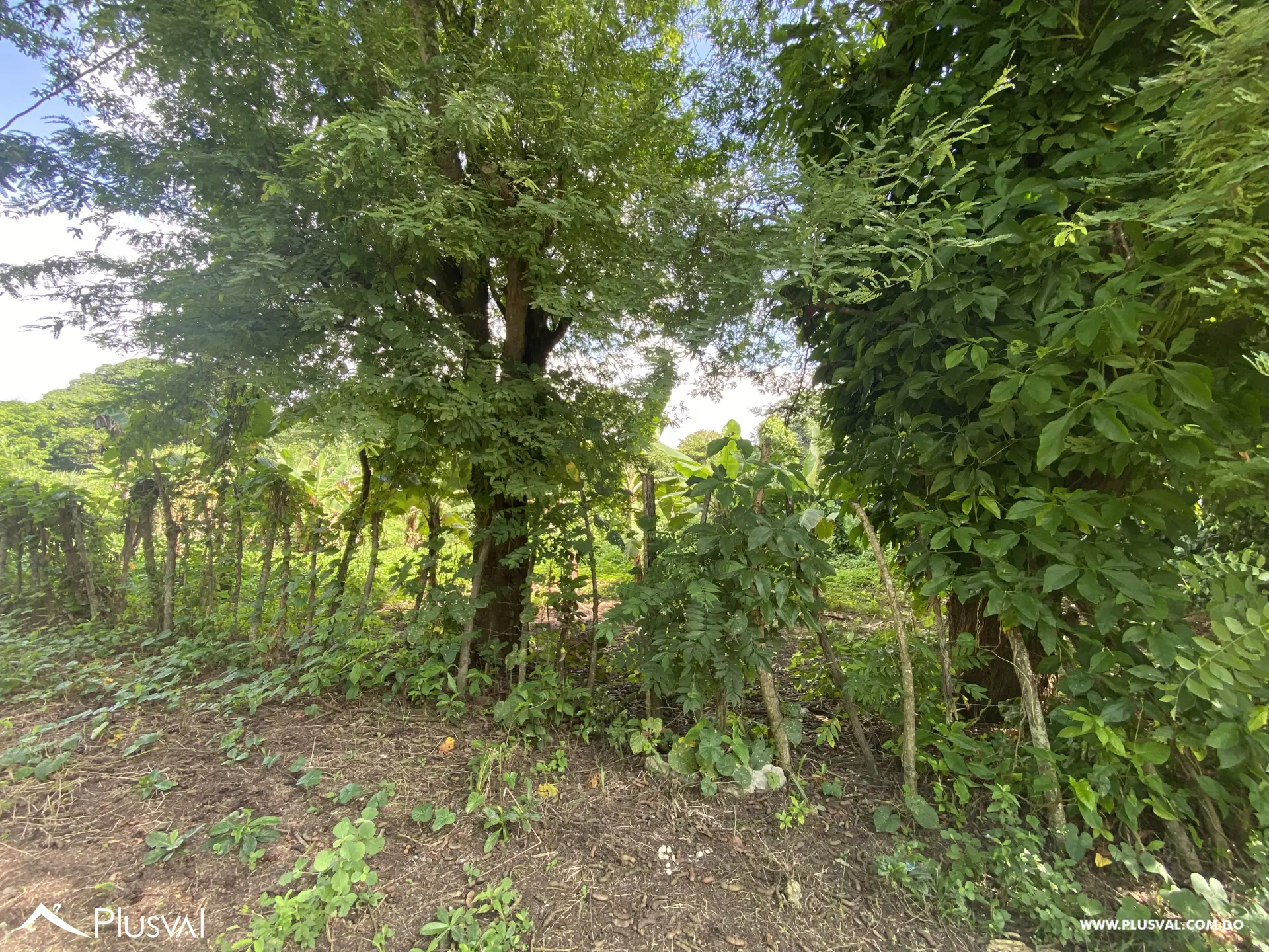 Vendo Excelente Solar en Pedro Brand 454459