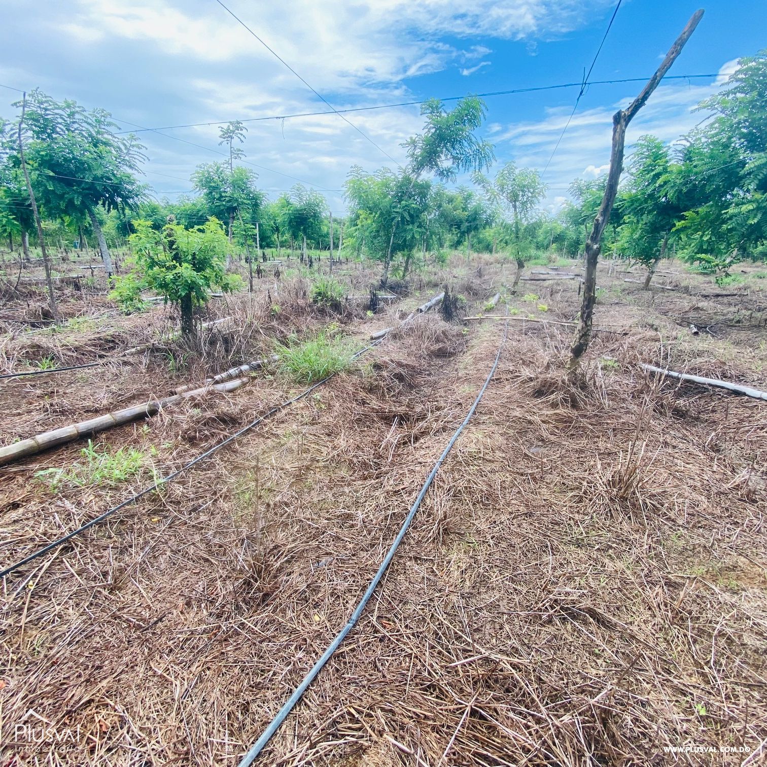 Venta de Finca Agrícola y Minera en Cotuí 232852