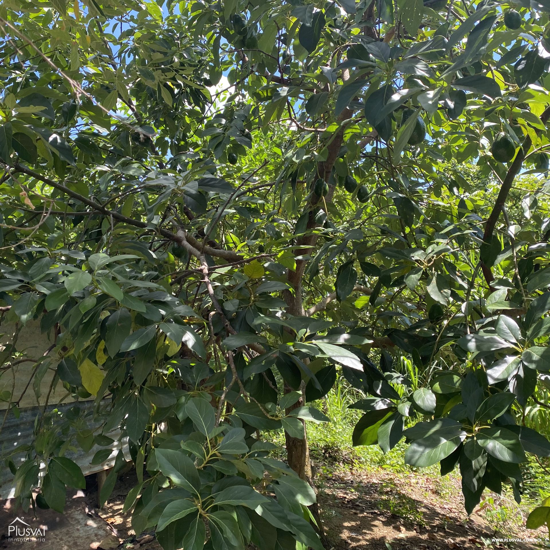 Finca de Aguacates en Producción de Venta 383736
