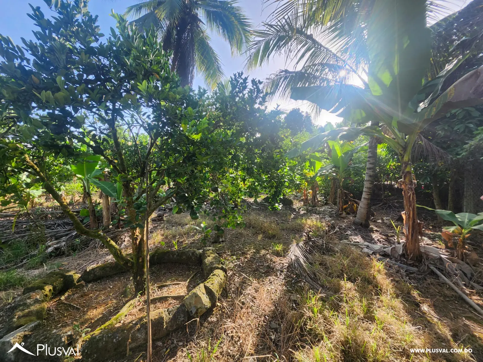 Vendo Excelente Finca en Rancho Los Mogotes- Villa Altagracia 522589