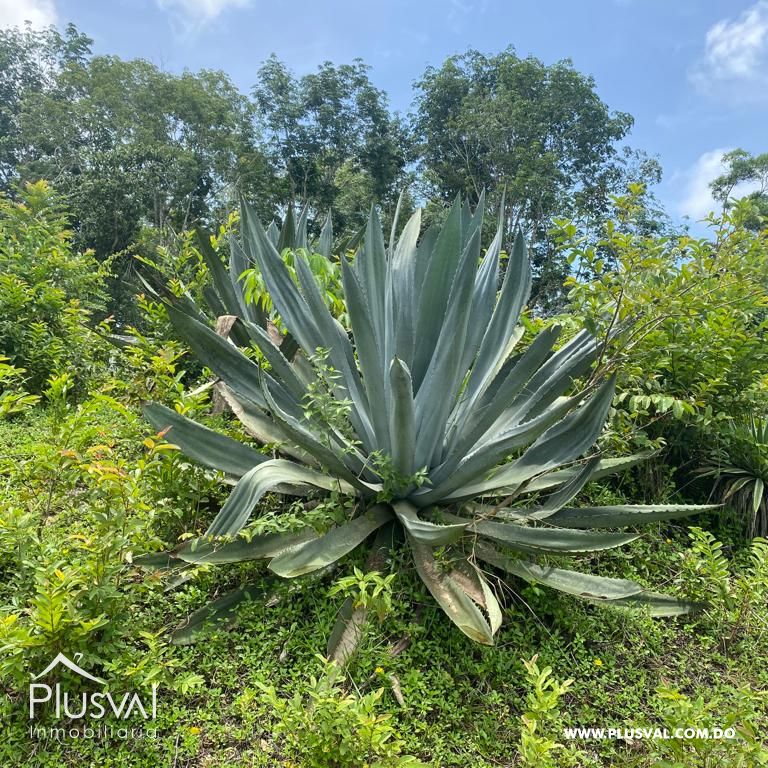 Terreno en Venta en Las Terrenas - Samaná | 190,930 m² Naturaleza y Altitud 313394