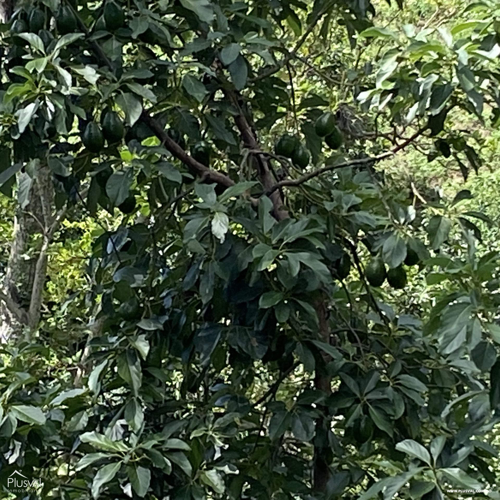 Finca de Aguacates en Producción de Venta 383735