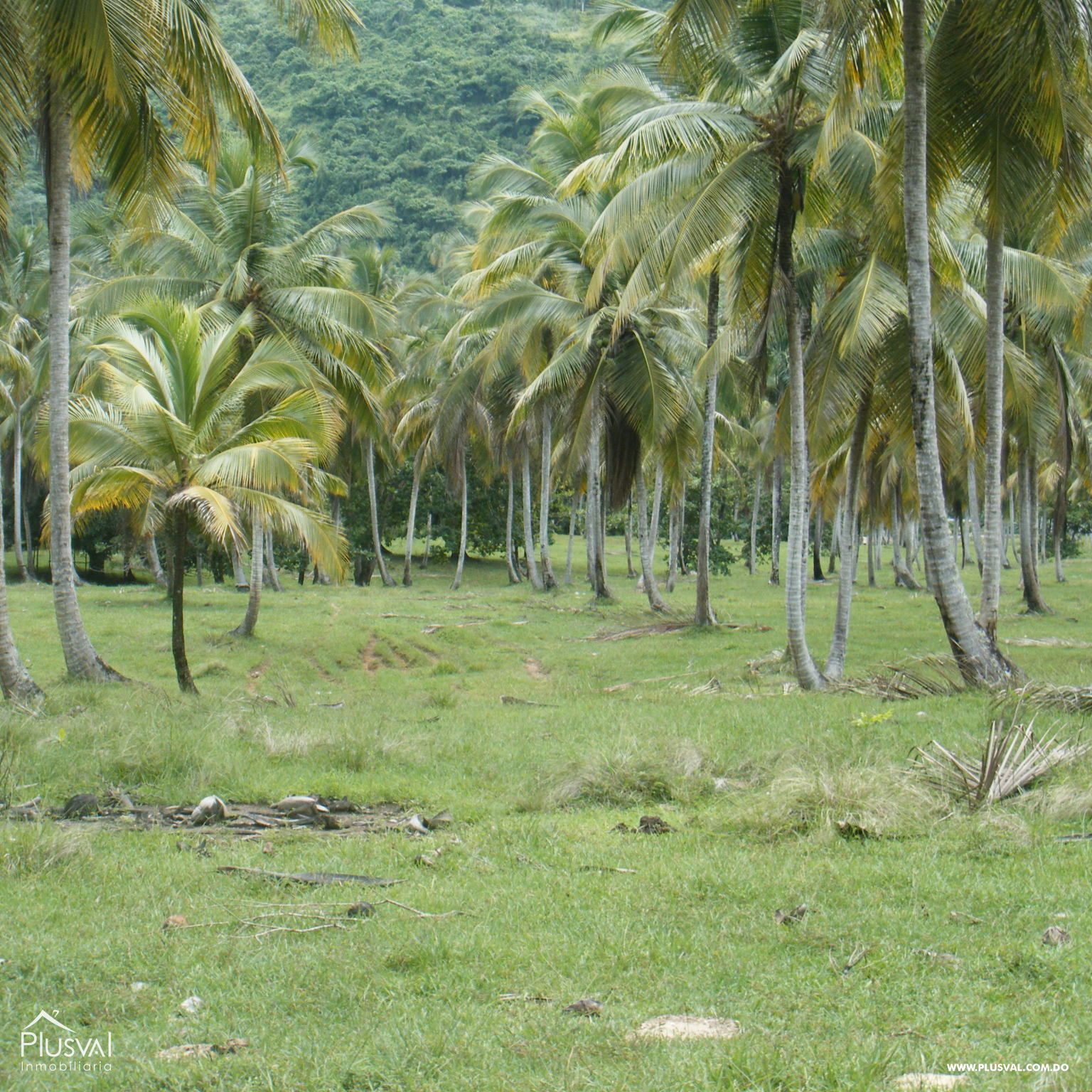 Terreno en venta en Samana 206588