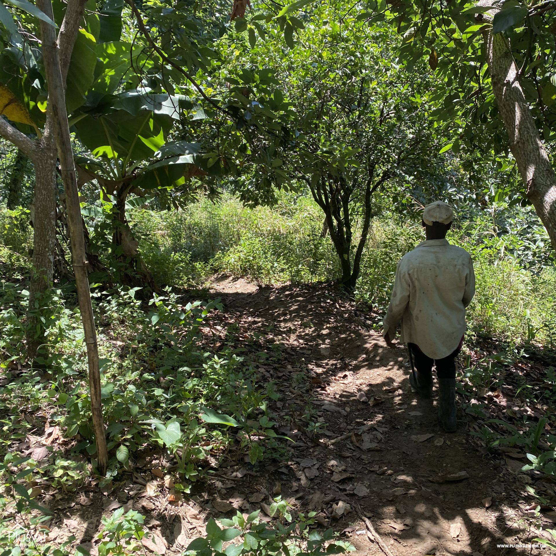 Finca de Aguacates en Producción de Venta 383740