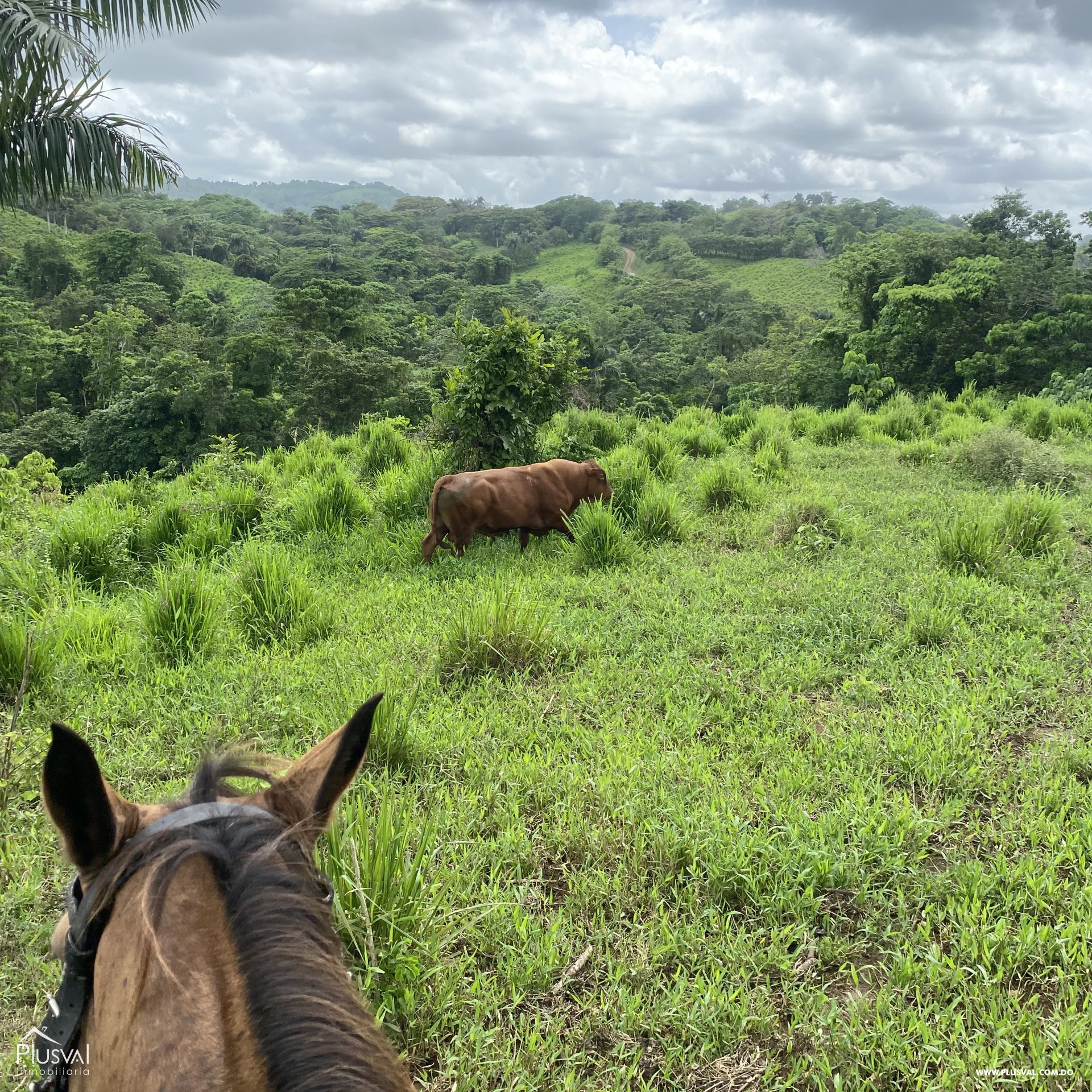 Finca de ganado y cacao en venta en Hato Mayor , Yerba Buena 416006