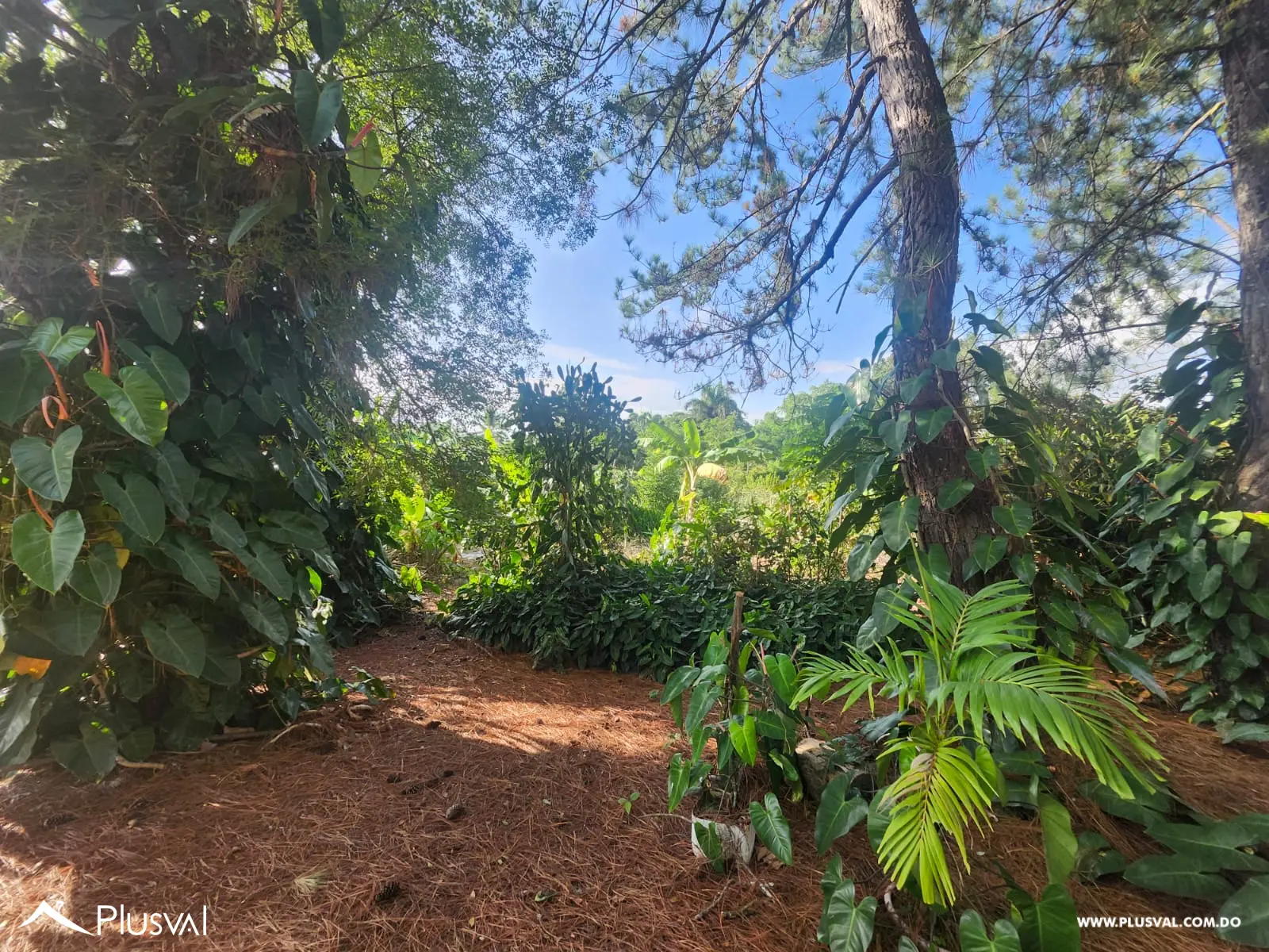 Vendo Excelente Finca en Rancho Los Mogotes- Villa Altagracia 522594