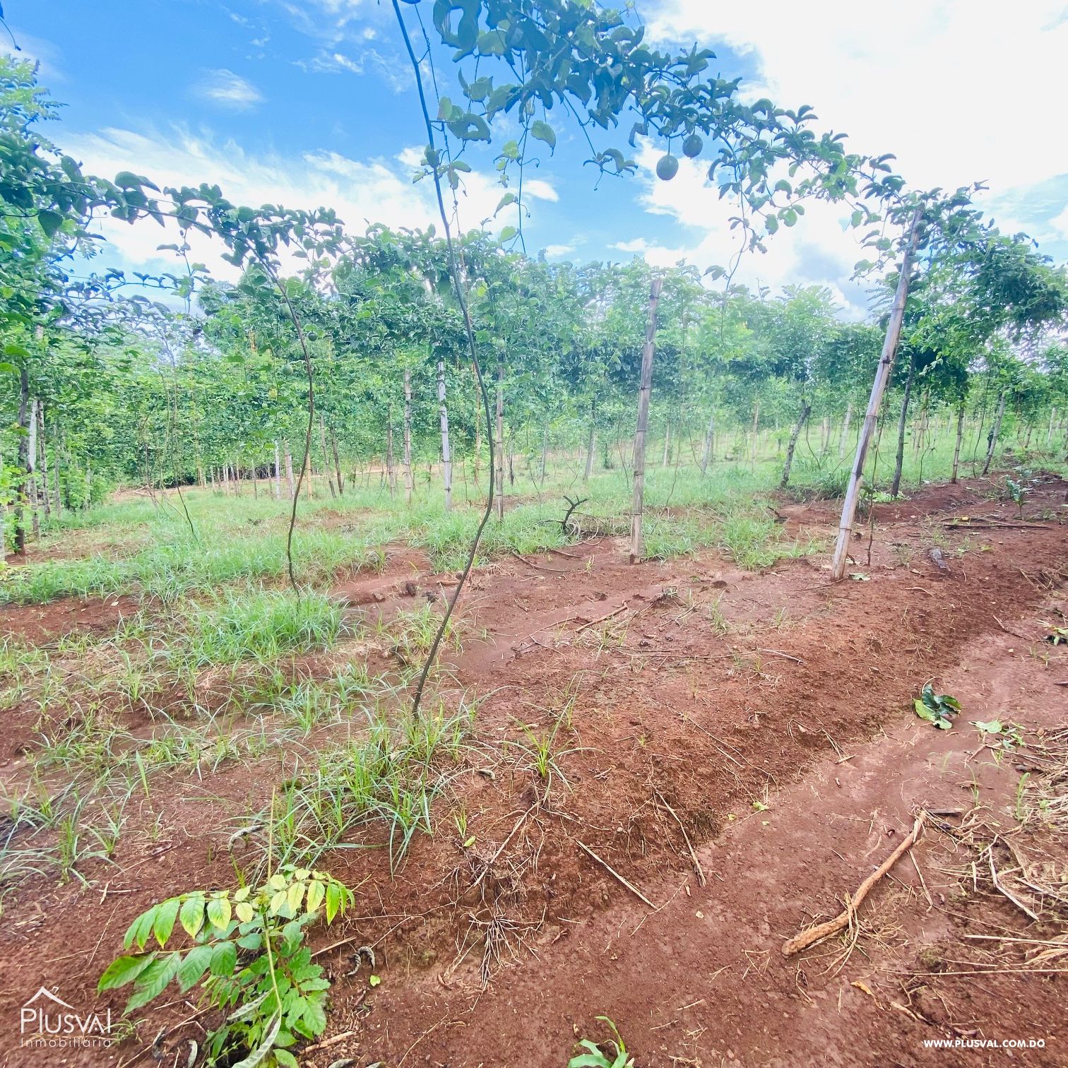 Venta de Finca Agrícola y Minera en Cotuí 232850