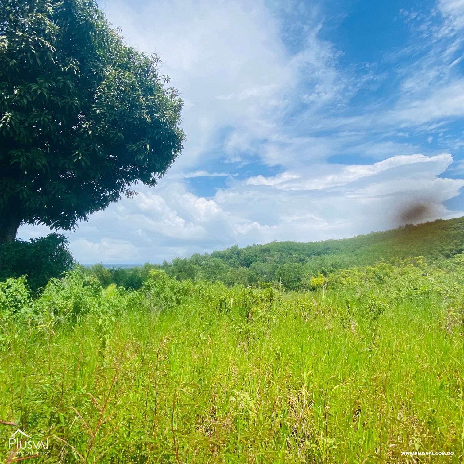 Venta de Finca Forestal en Cevicos Cotuí 232901