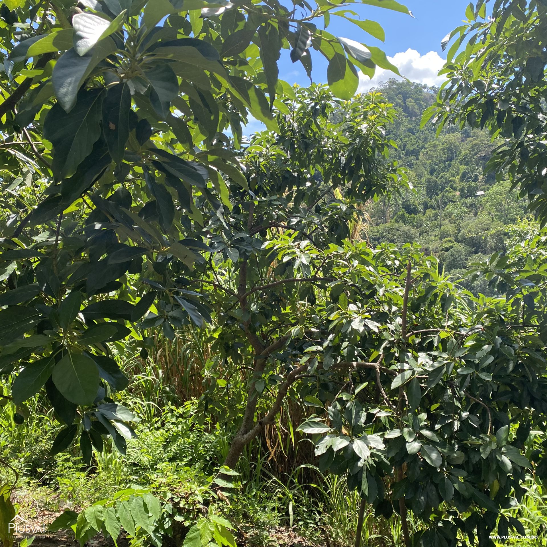 Finca de Aguacates en Producción de Venta 383738
