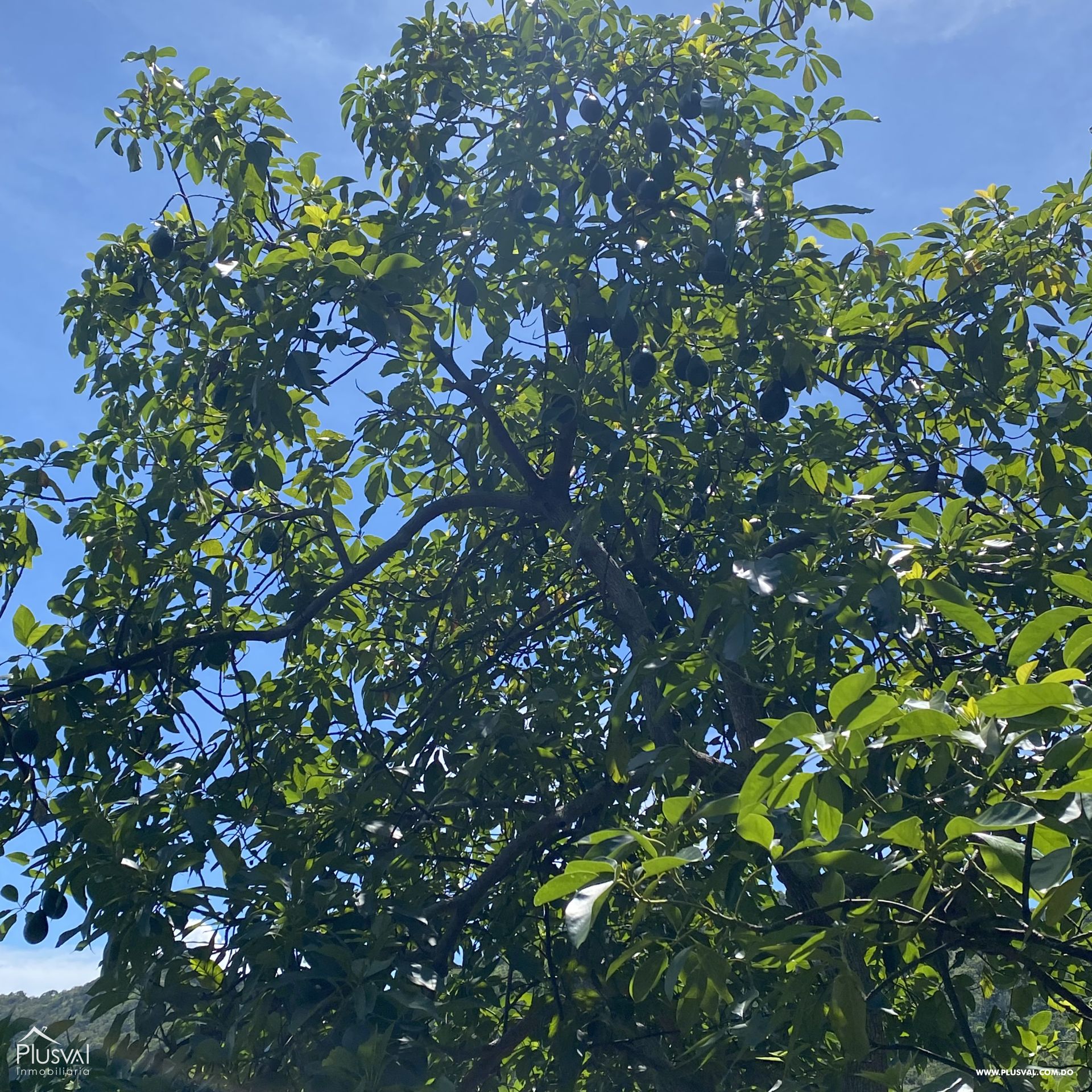 Finca de Aguacates en Producción de Venta 383742