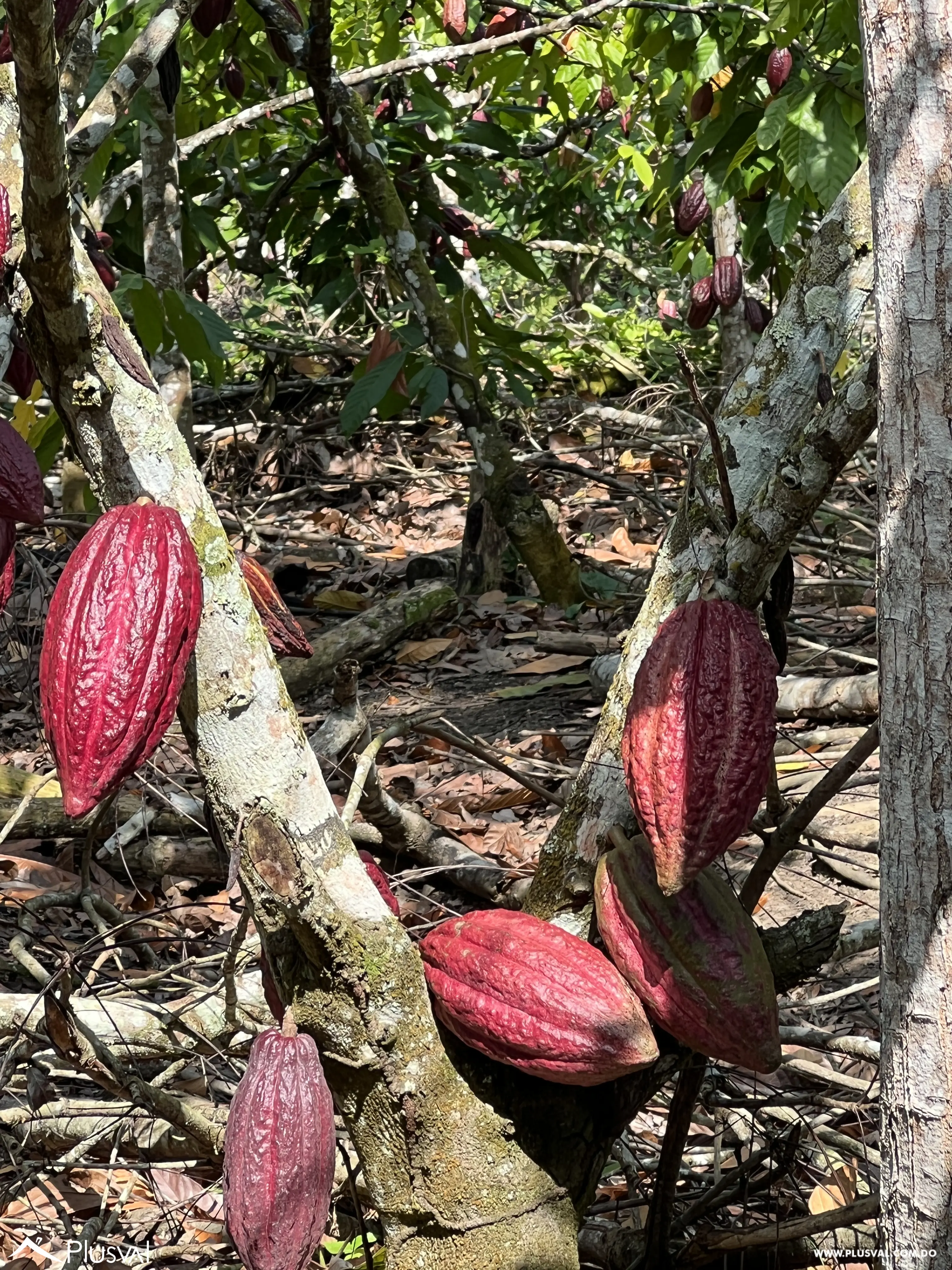Finca de Cacao Orgánico Certificado en Venta en San Francisco de Macoris 506972