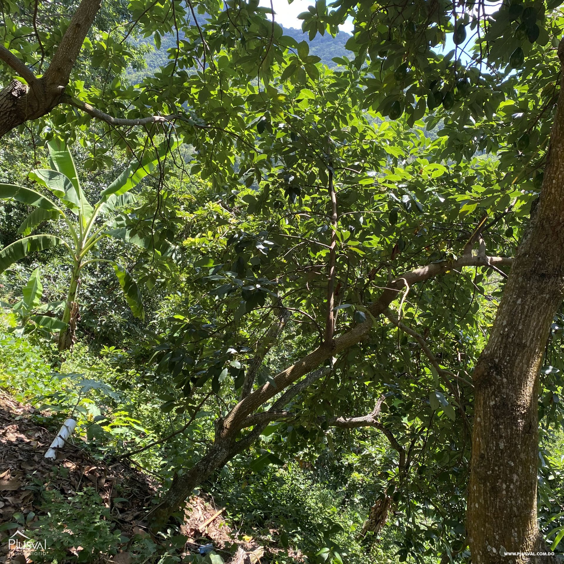 Finca de Aguacates en Producción de Venta 383747