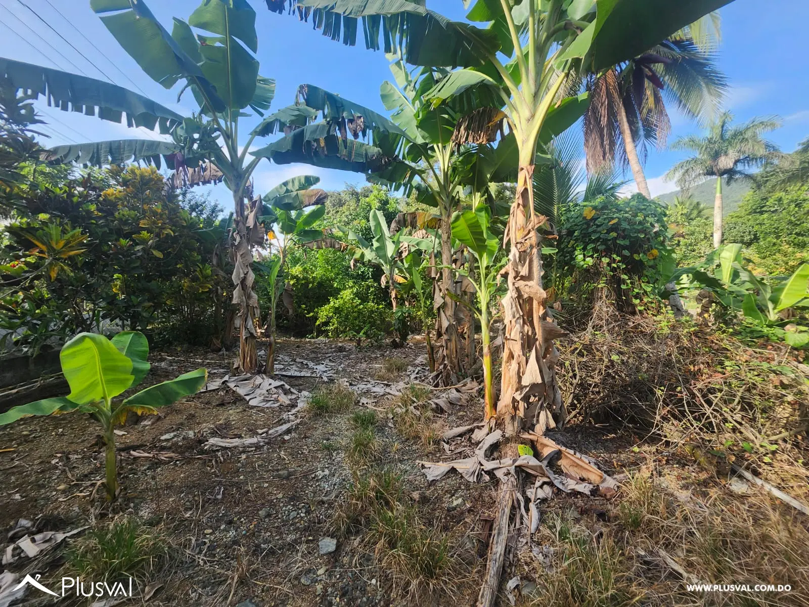 Vendo Excelente Finca en Rancho Los Mogotes- Villa Altagracia 522595