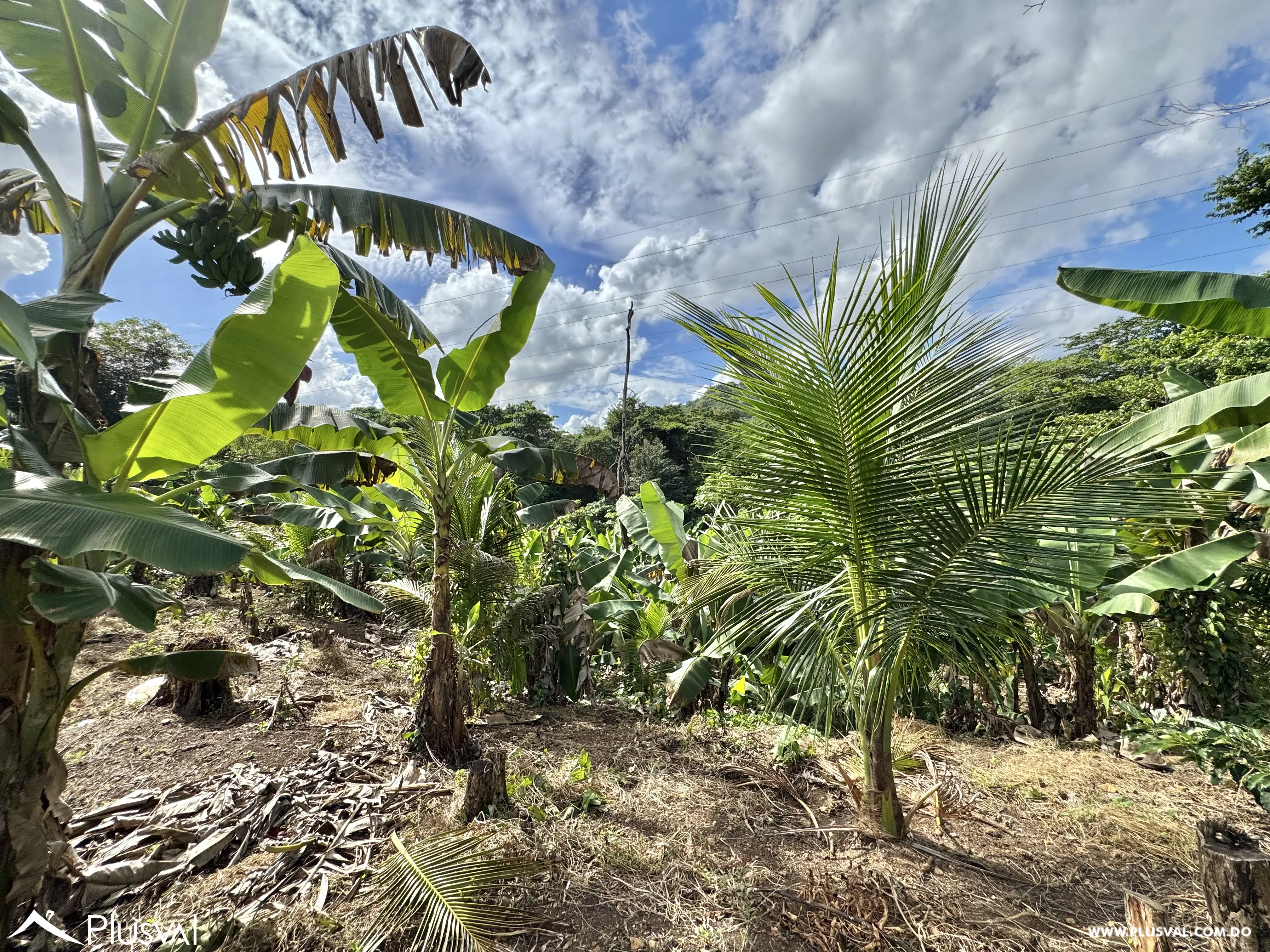 Vendo Maravillosa Finca con Importantes Mejoras en Pedro barnd 479779