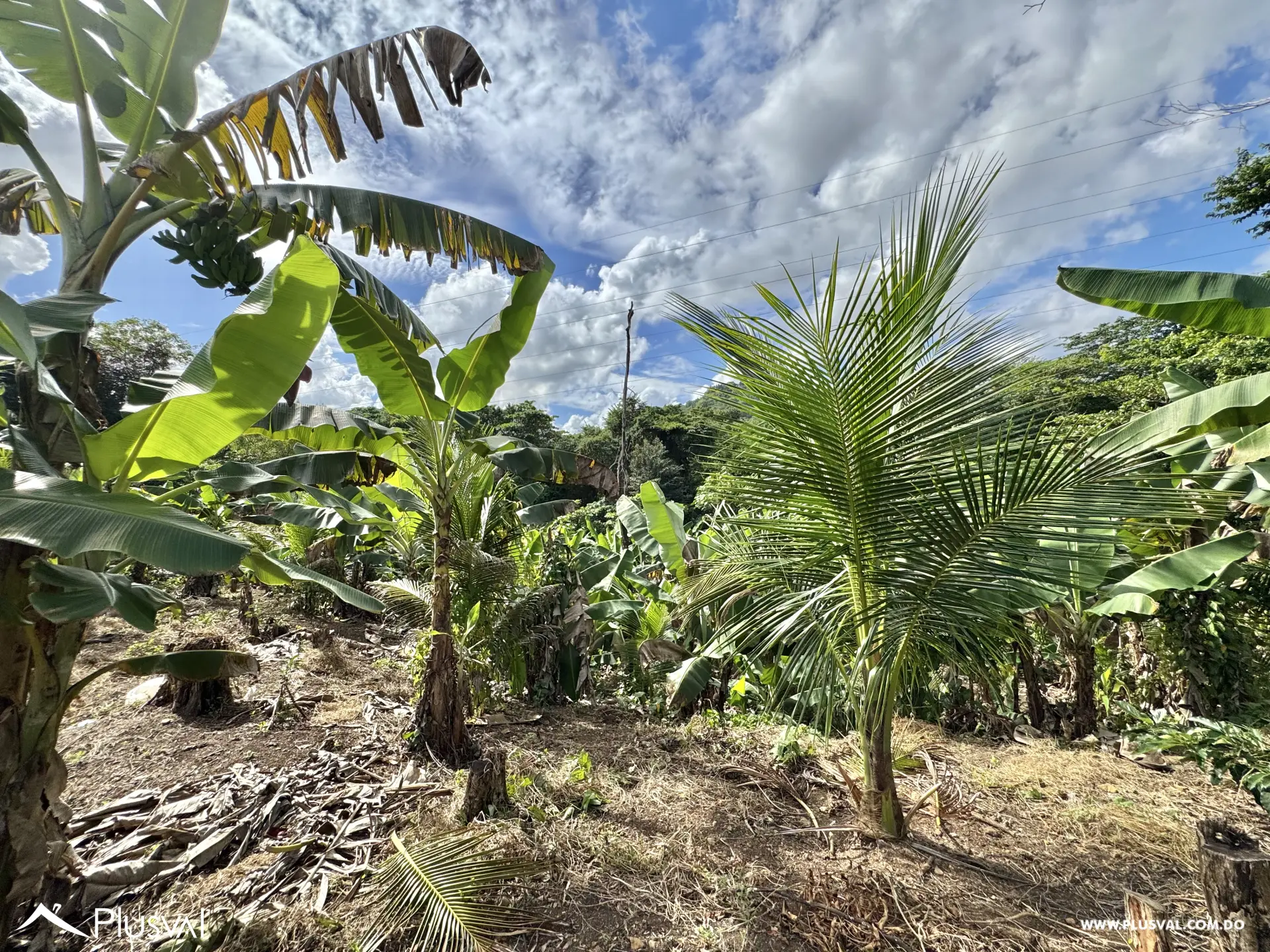 Vendo Maravillosa Finca con Importantes Mejoras en Pedro barnd 479779