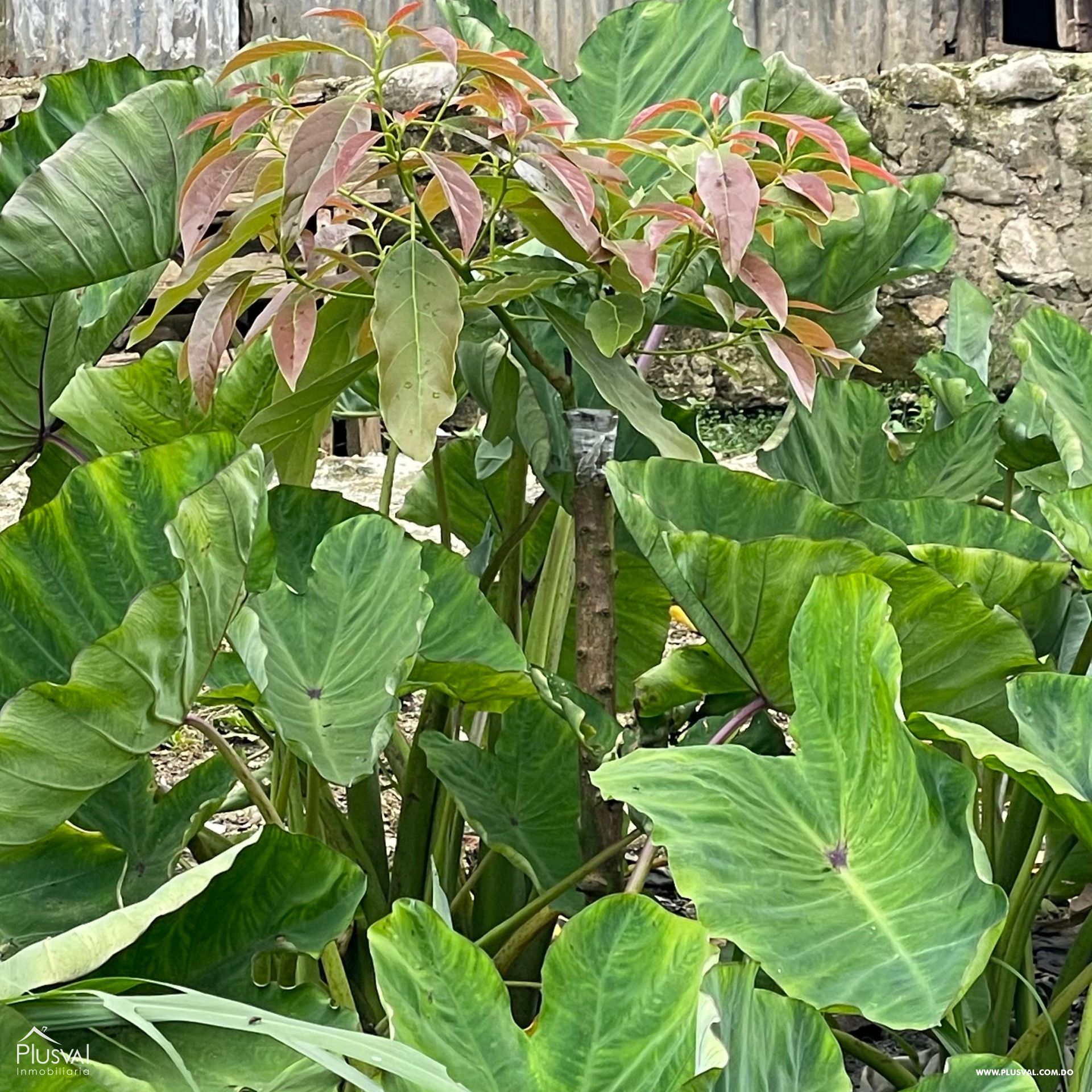 Vendo Terreno en las Guazaras Barahona 439225