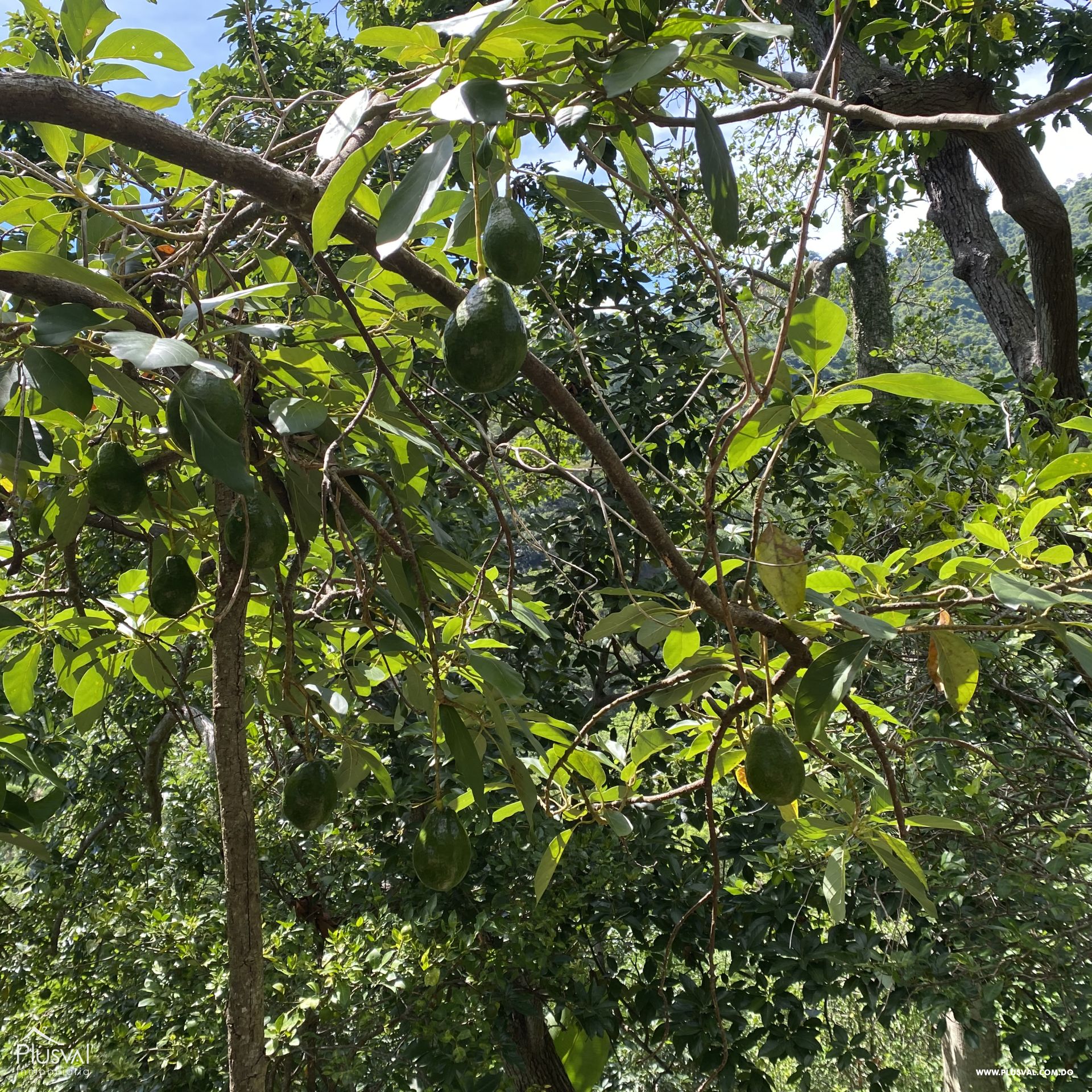 Finca de Aguacates en Producción de Venta 383737