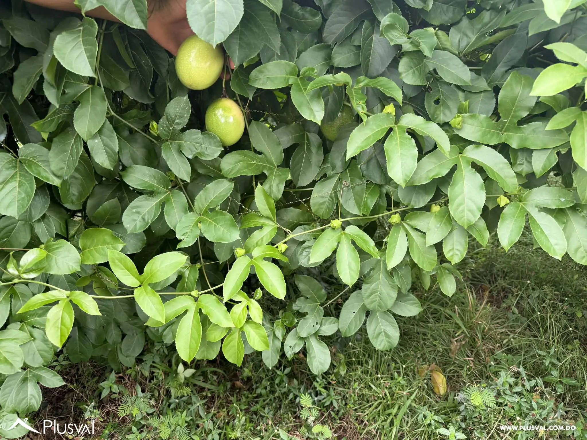 Hermosa Finca en Bonao en venta 496736