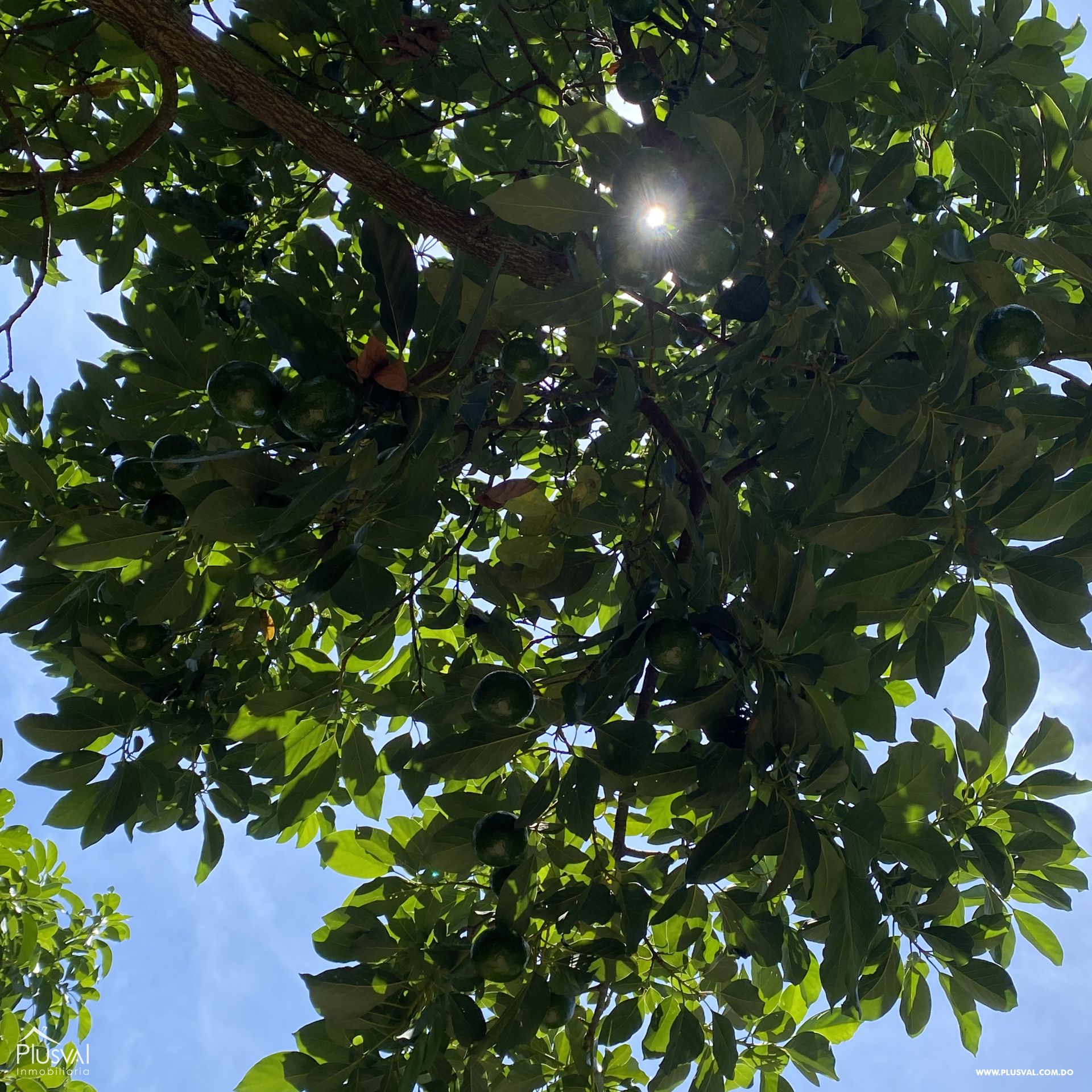 Finca de Aguacates en Producción de Venta 383744