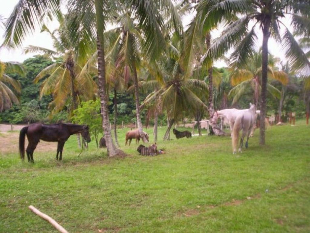 Finca en el Higuero en venta. 2619