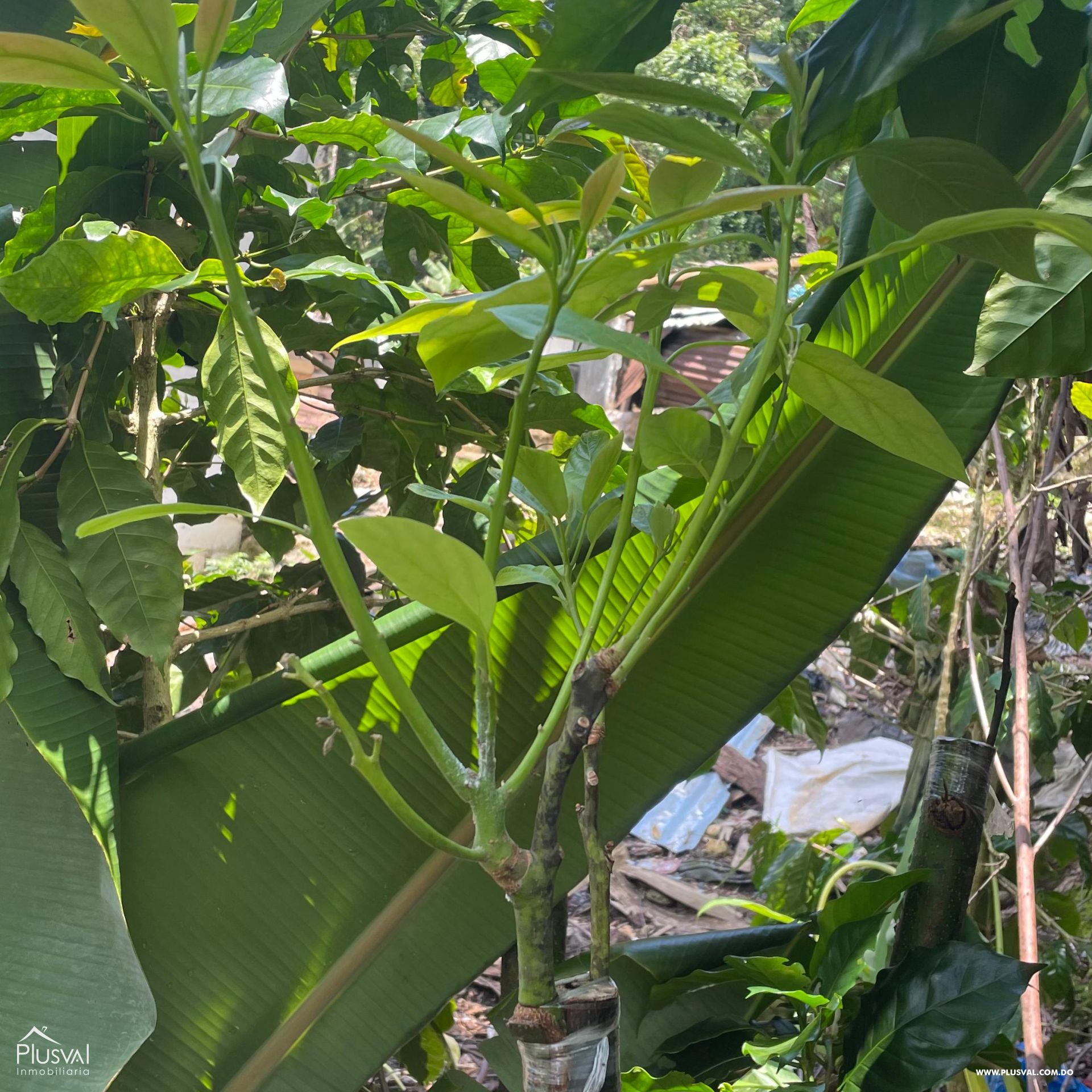 Vendo Terreno en las Guazaras Barahona 439221