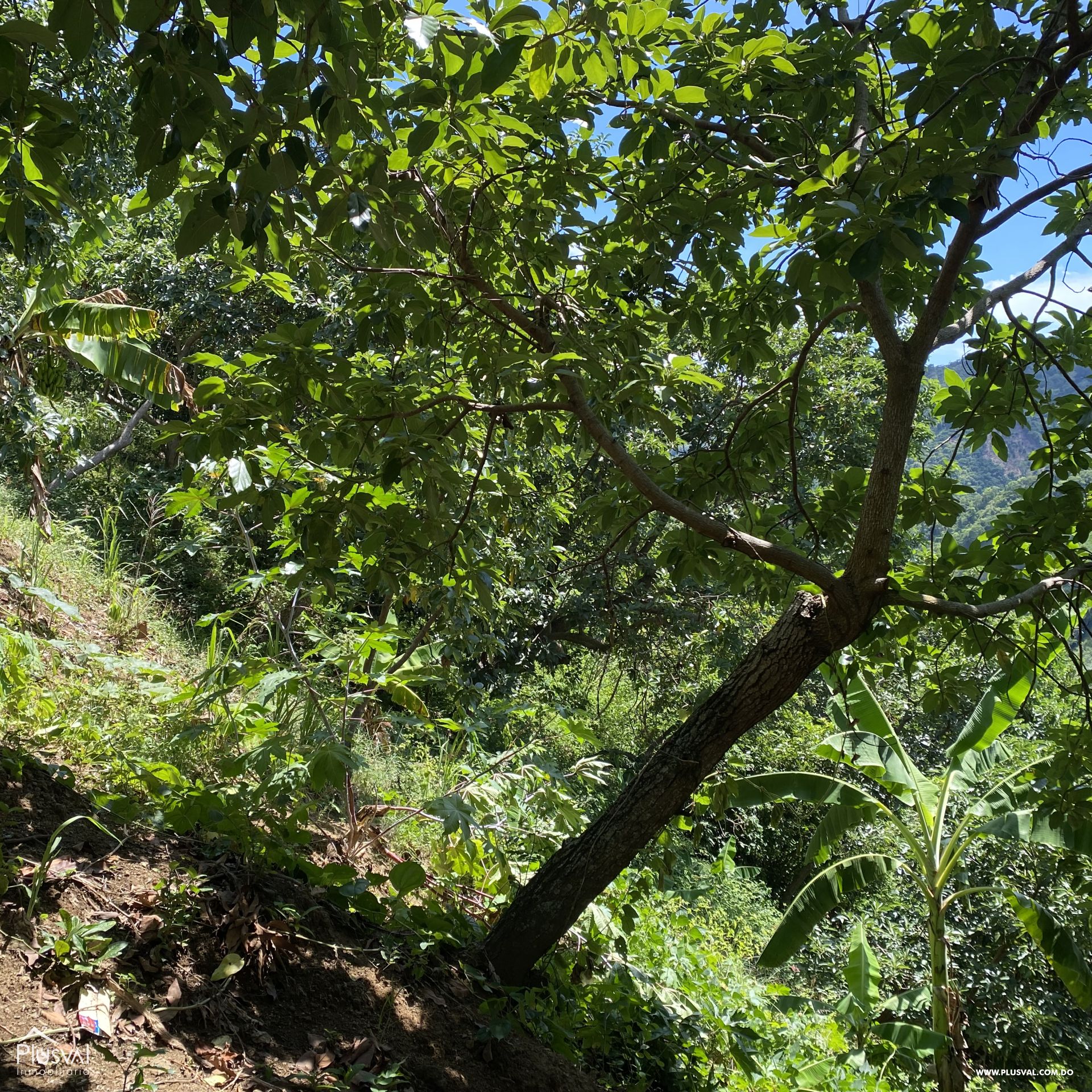 Finca de Aguacates en Producción de Venta 383748