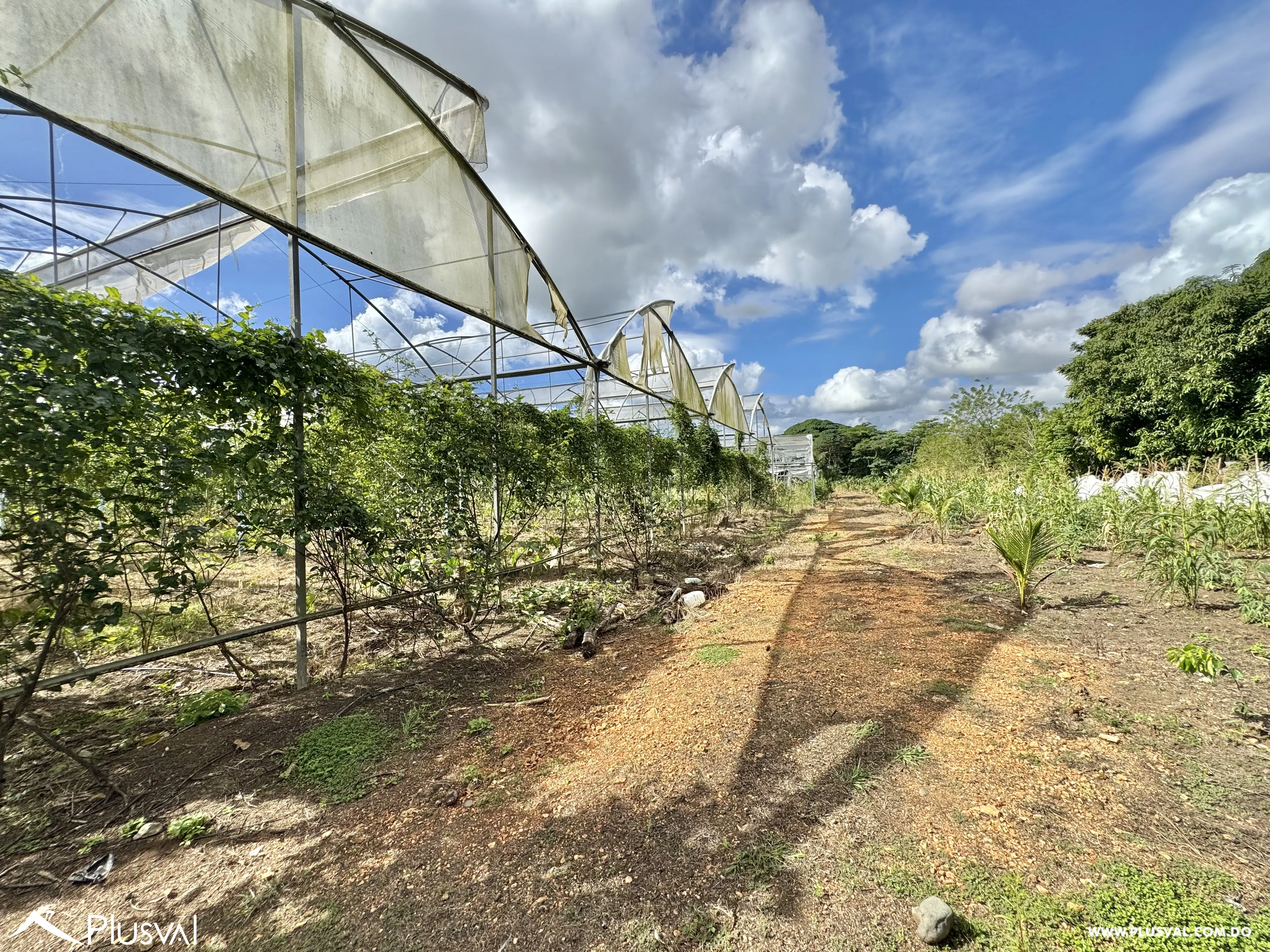 Vendo Maravillosa Finca con Importantes Mejoras en Pedro barnd 479778